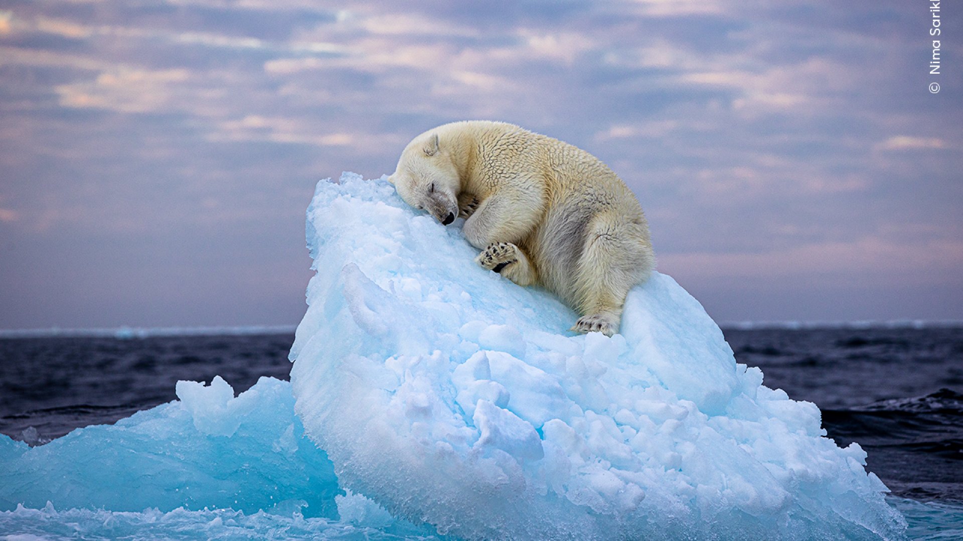 Foto de oso polar durmiendo sobre un pequeño iceberg recorre el mundo