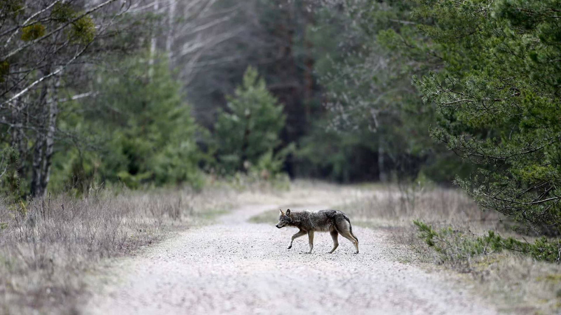 Lobos mutantes de Chernóbil desafían al cáncer