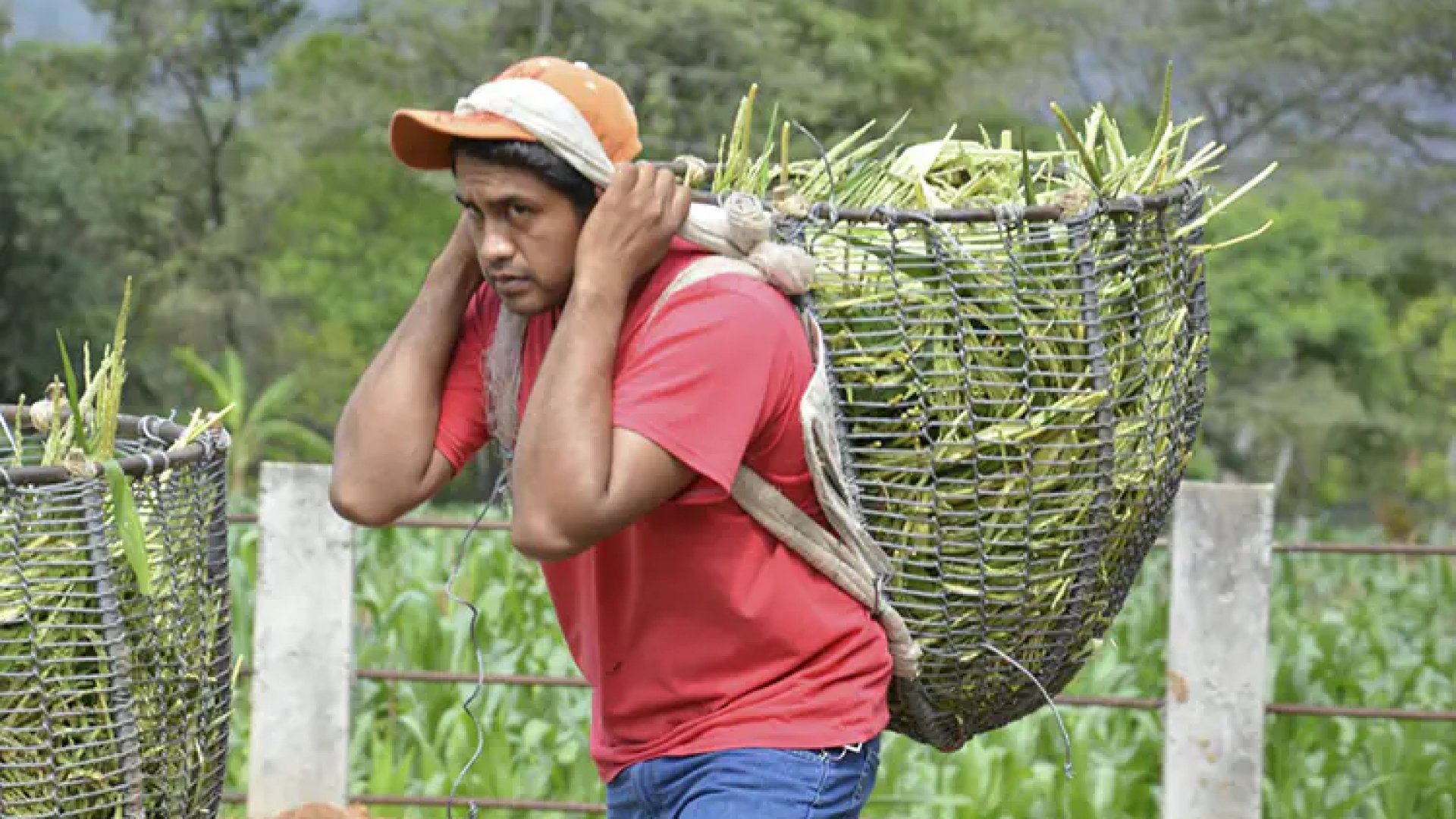 Fertilizante para el Bienestar mantiene producción de alimentos: Sader