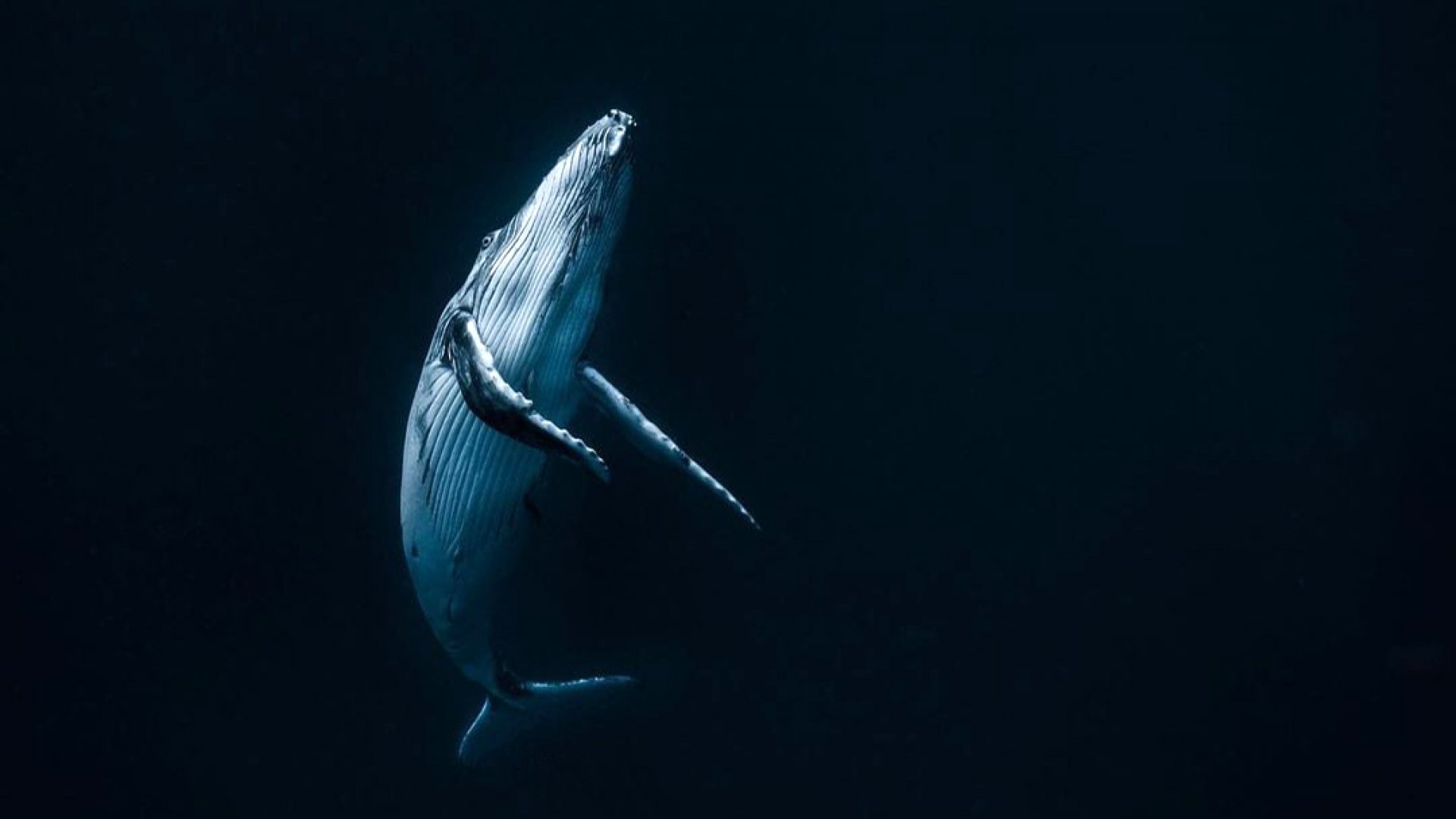 Científicos revelan la anatomía detrás de los cantos de las ballenas barbadas