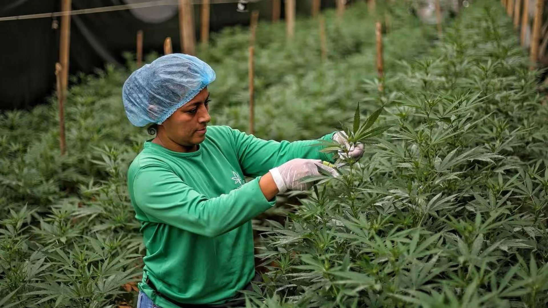 Alemania legalizó el consumo de cannabis recreativo