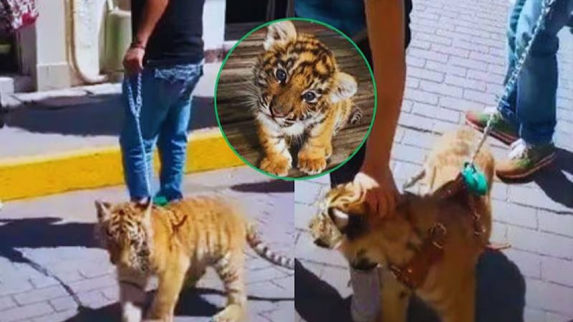 Hombre pasea con correa a cachorro de tigre en Hidalgo