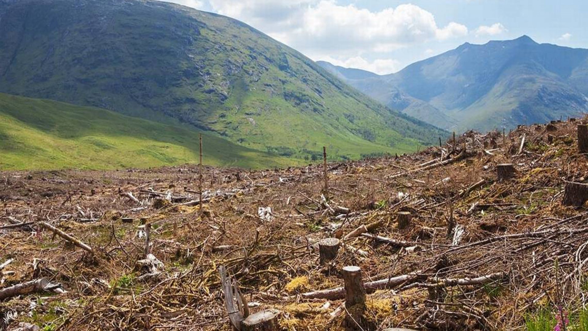 ONU alerta de la ‘narcodeforestación’ en partes de México