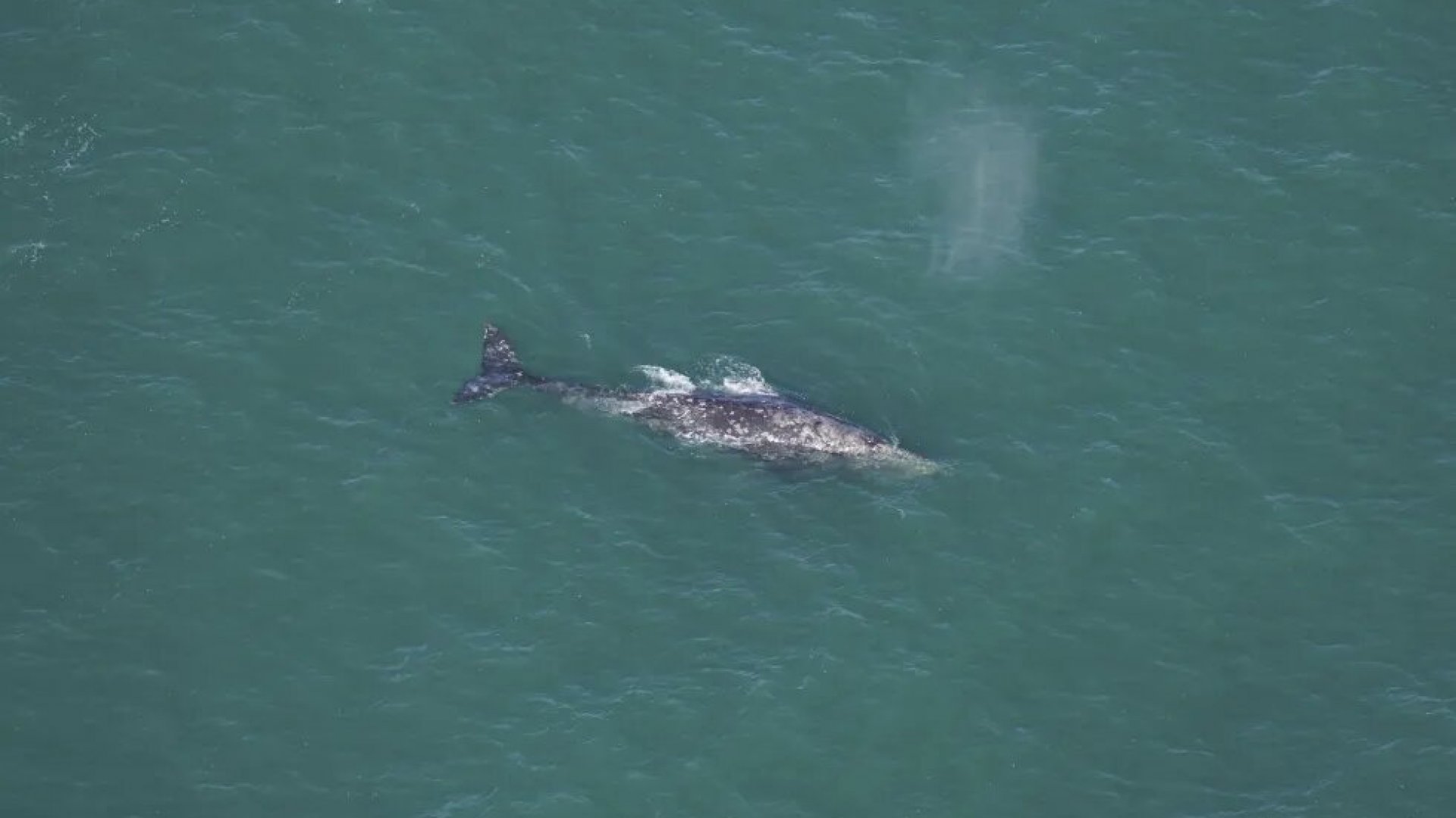 Confirmaron presencia de ballena frente a Nueva Inglaterra