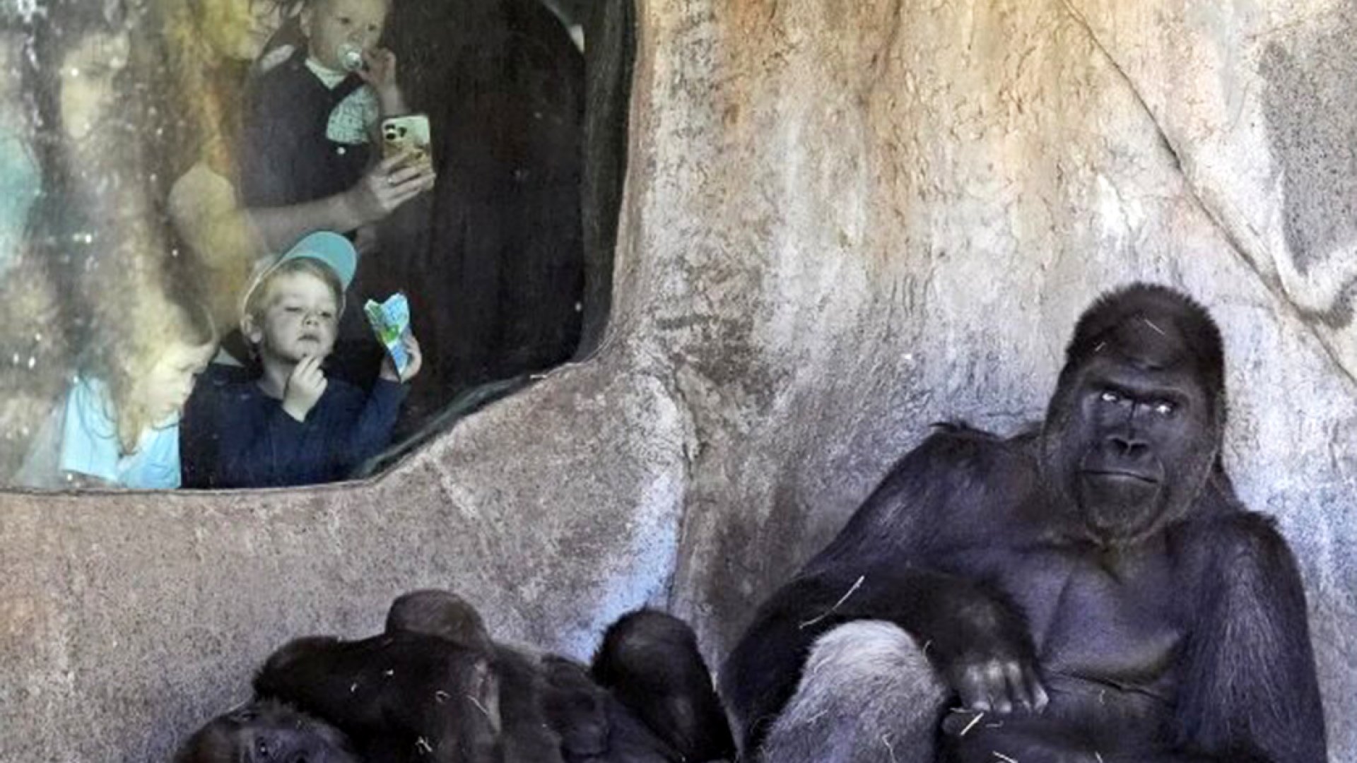 ¿Cómo reaccionan los animales durante un eclipse solar total?