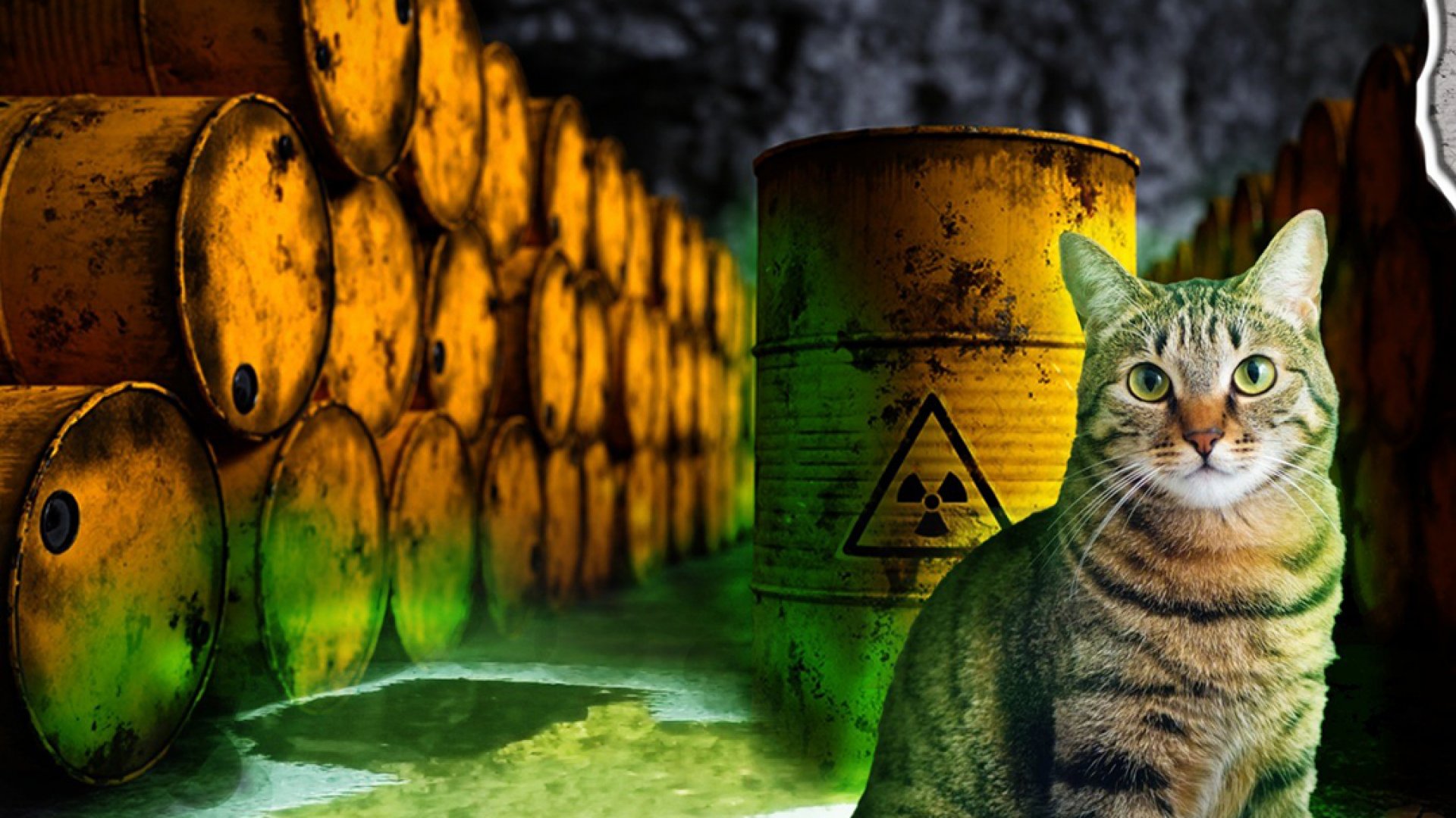 Un gato radiactivo pone en alerta a Fukuyama