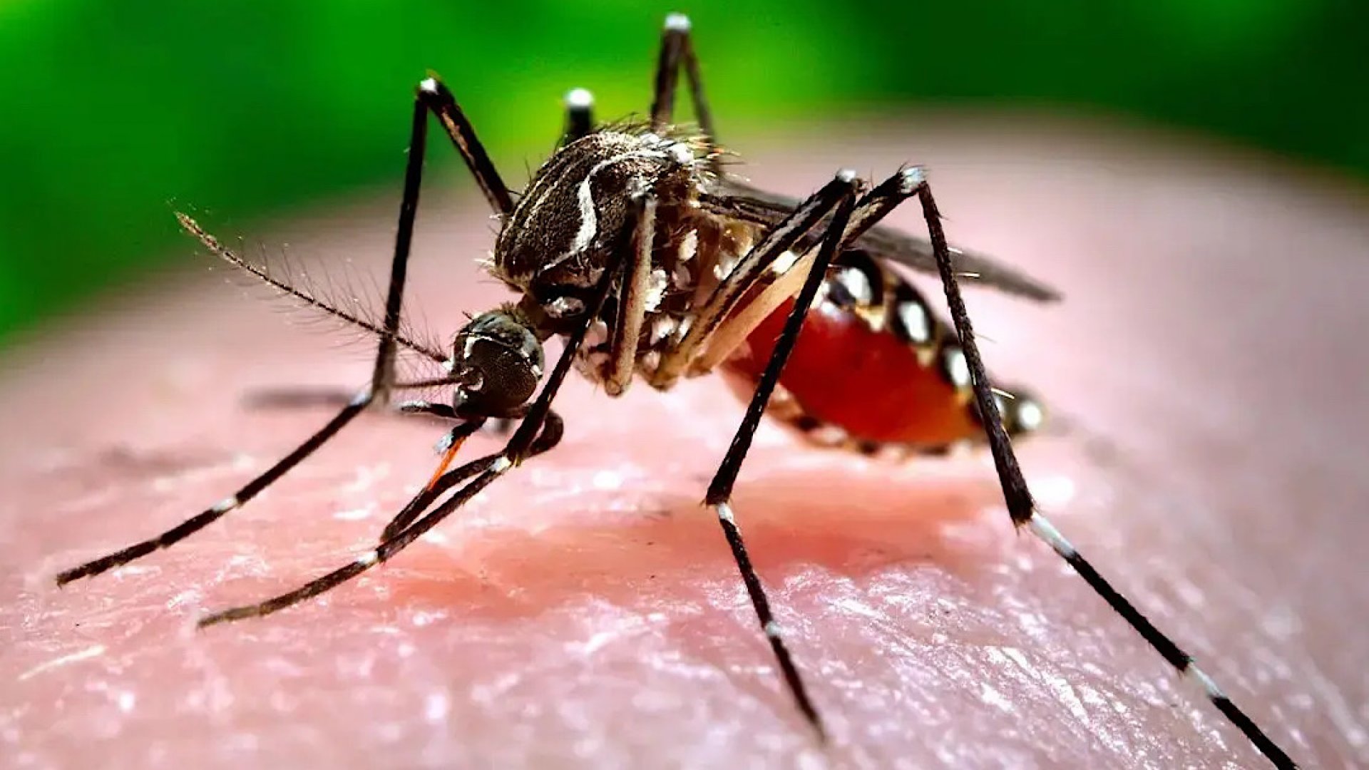 La OPS advierte sobre la ‘peor temporada de dengue’ que puede enfrentar América en 2024