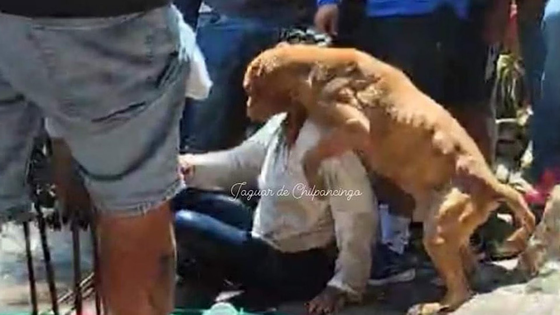 Rescatan a perrito de la presunta asesina de Camila Gómez