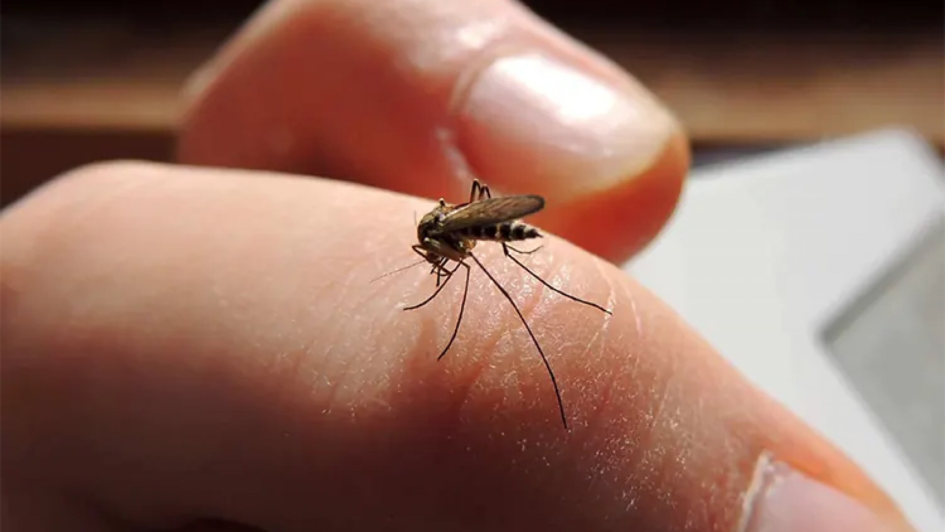 Reportan primer caso de Zika en México de 2024