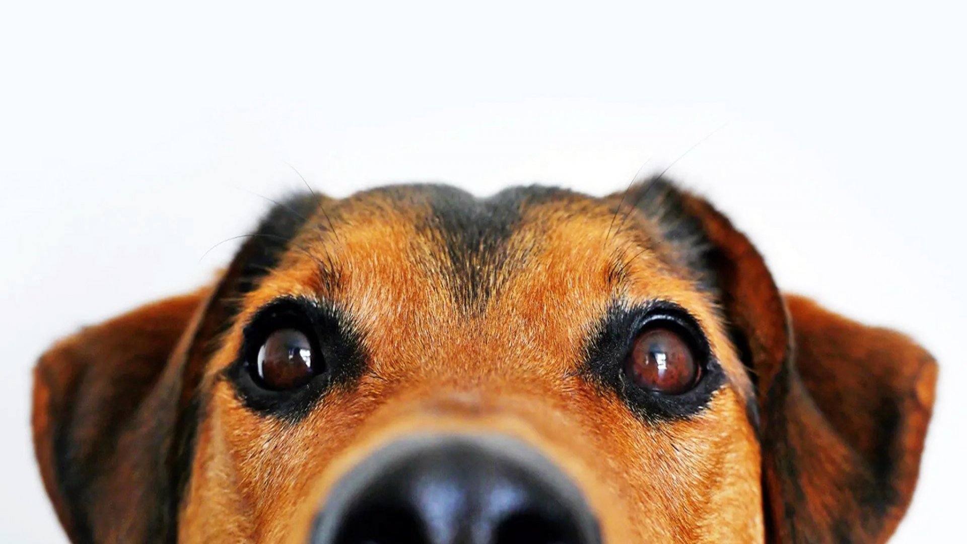 Se cae el RUAC para registrar la CURP de mascotas en CDMX