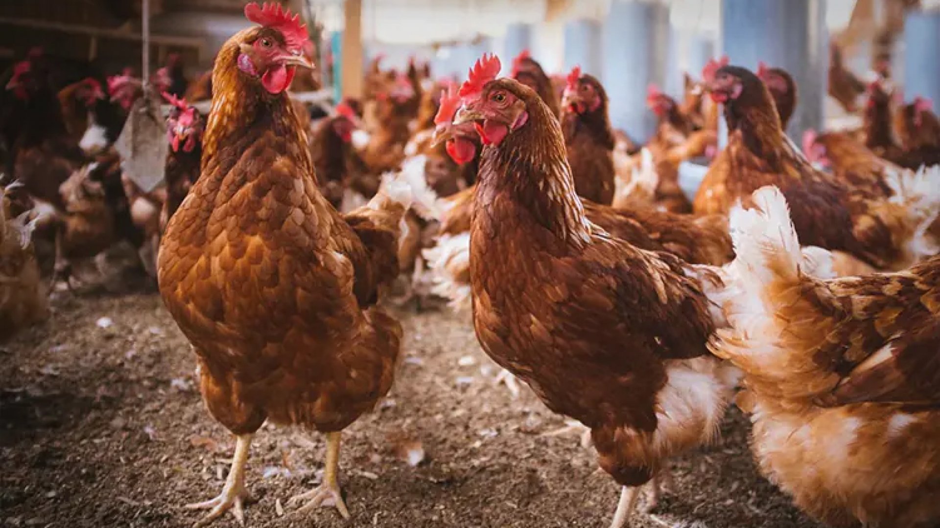 Vietnam reporta primer caso de gripe aviar H9N2 en humanos