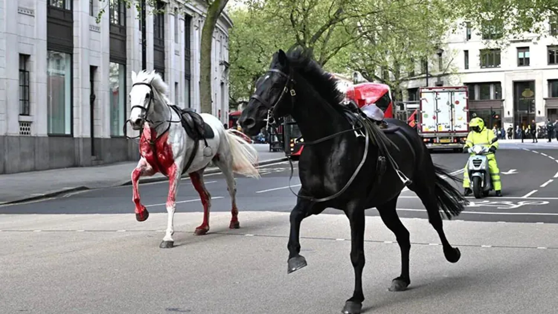 Caballos en Londres ‘bañados en sangre’ se desbocan por las calles | Video