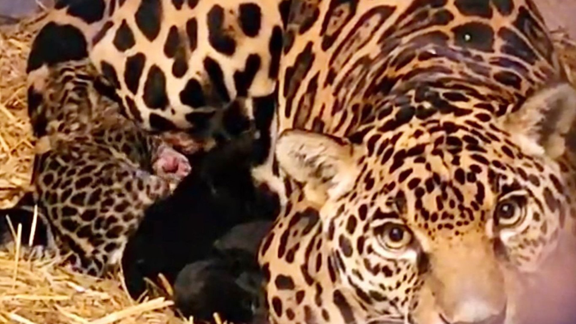 Nacen tres jaguares en Chapultepec
