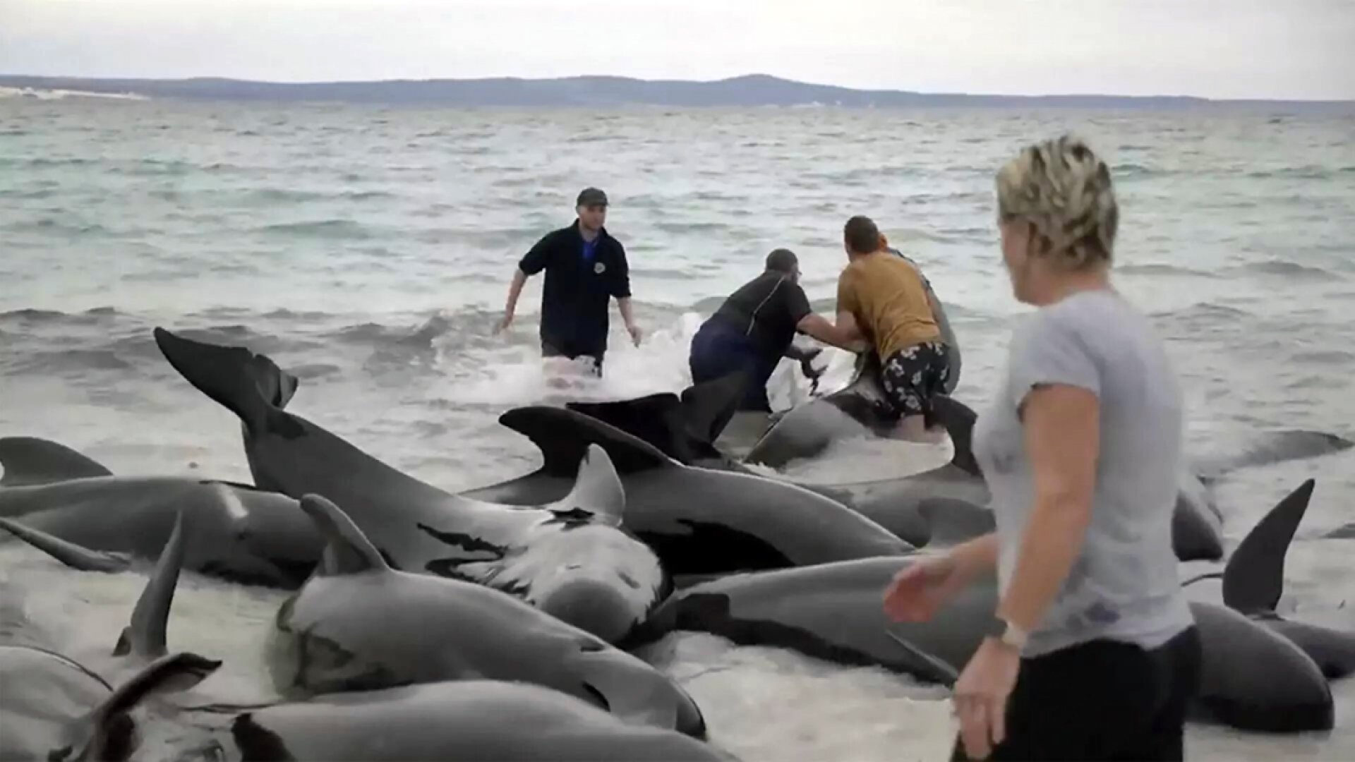 160 ballenas piloto quedan varadas y al menos 28 murieron en Australia