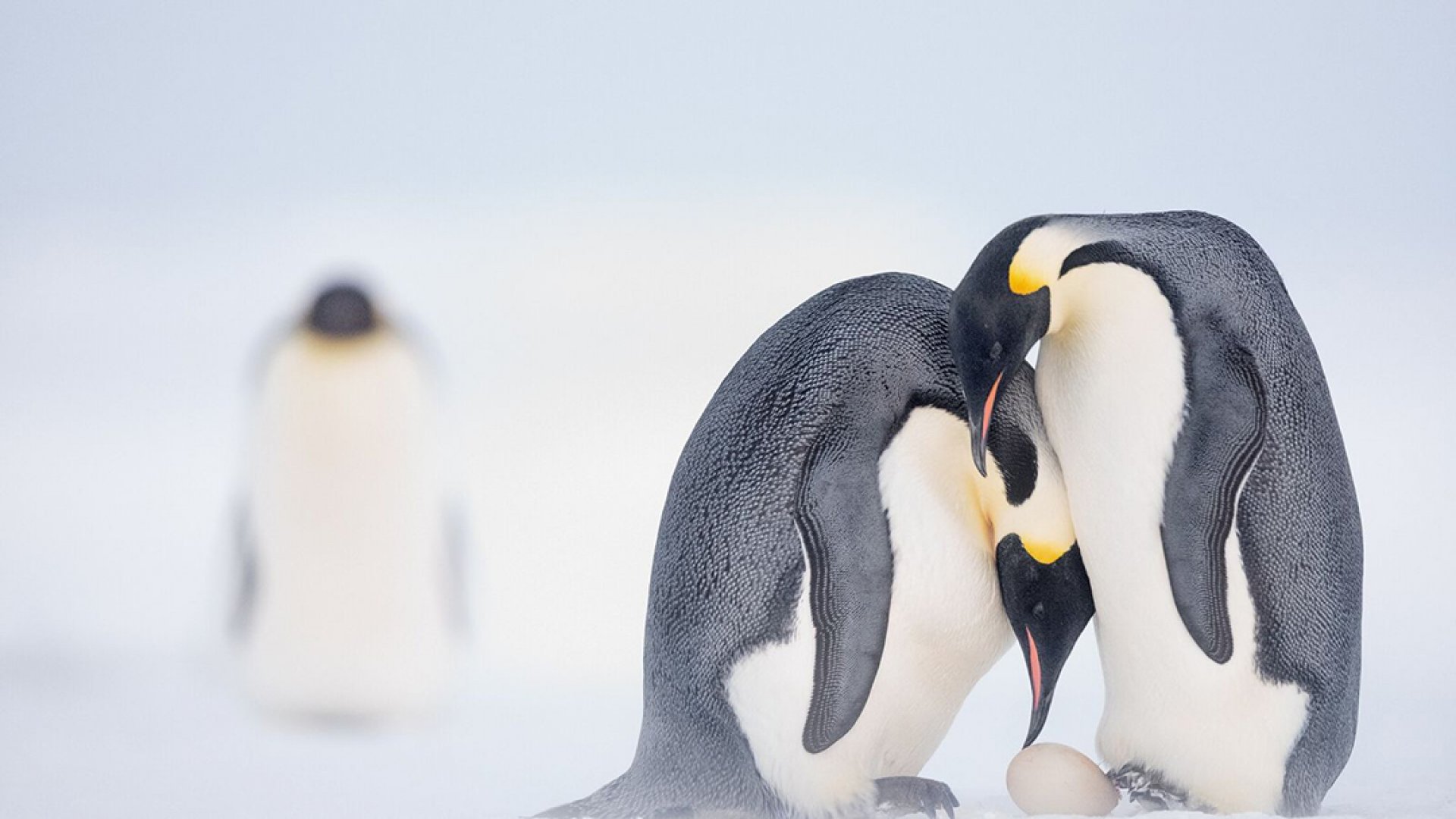 El deshielo diezma la reproducción del pingüino emperador