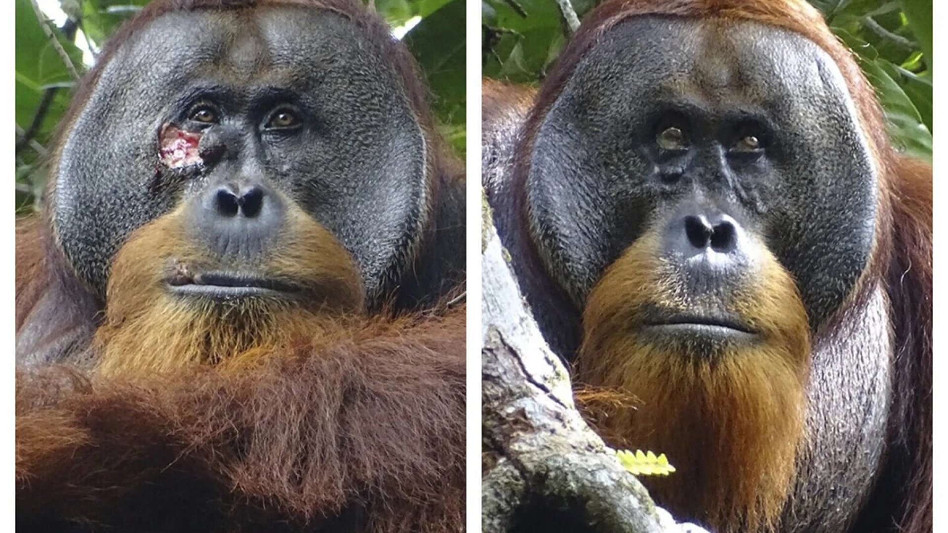 Un orangután salvaje usó una planta medicinal para tratar una herida