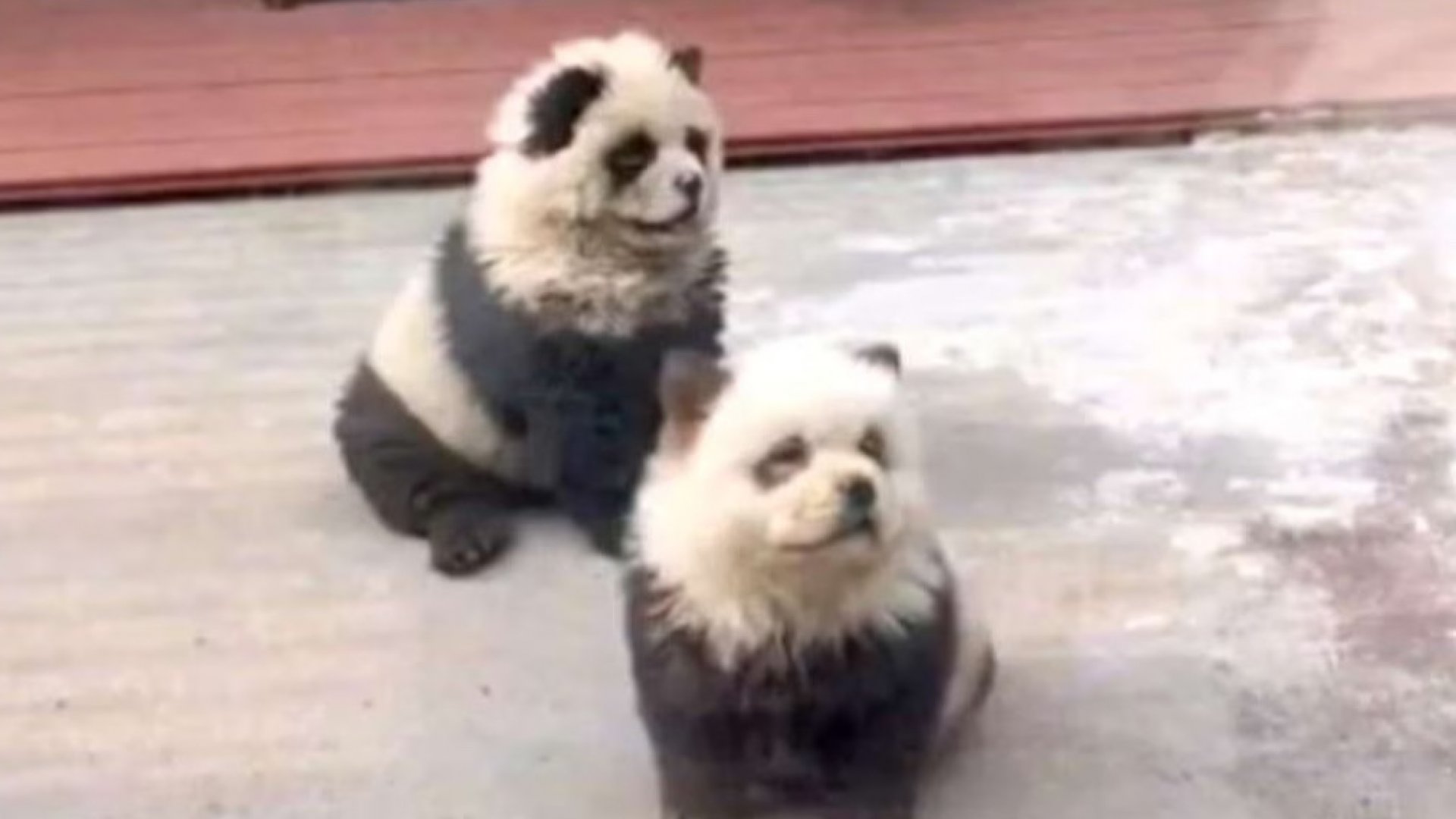 Zoológico chino pintaba perros para hacerlos parecer pandas