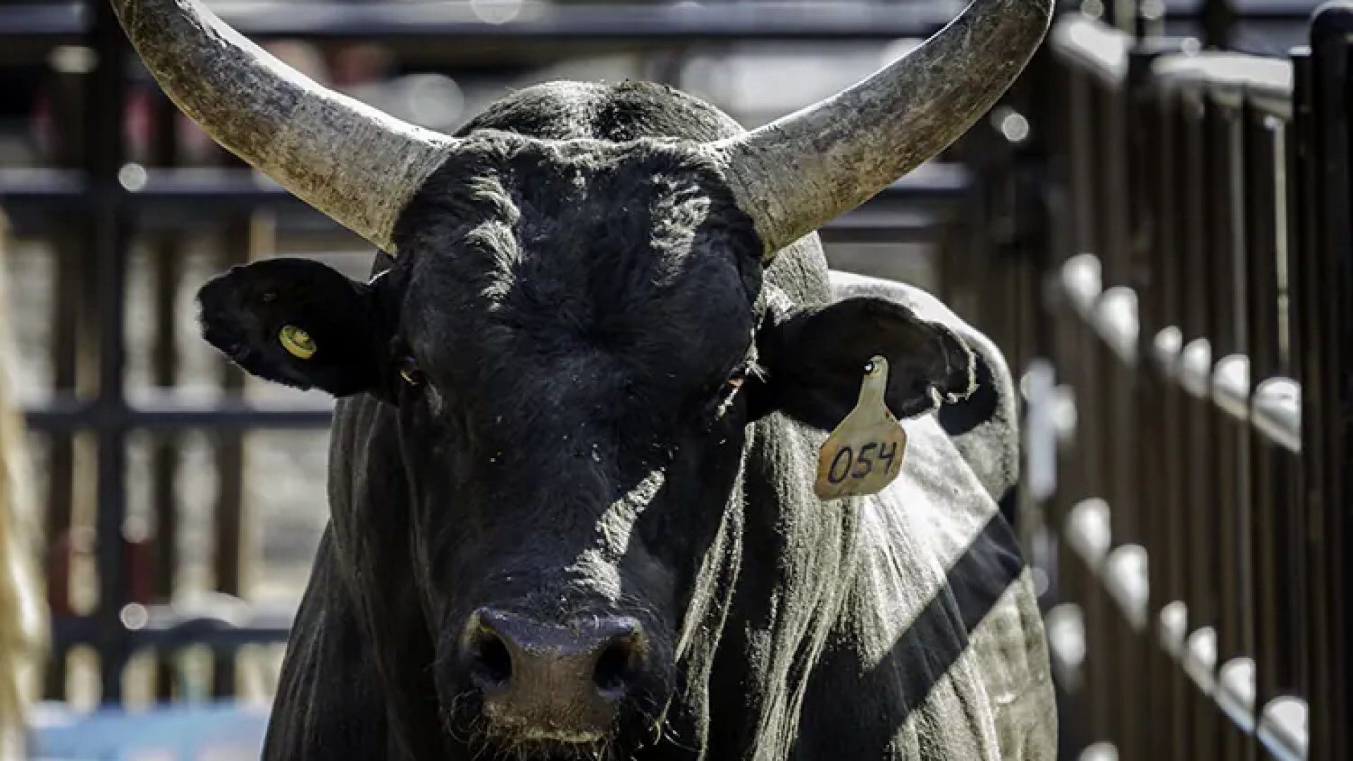 Suspenden corridas de toros, por tercera vez, en la Plaza México