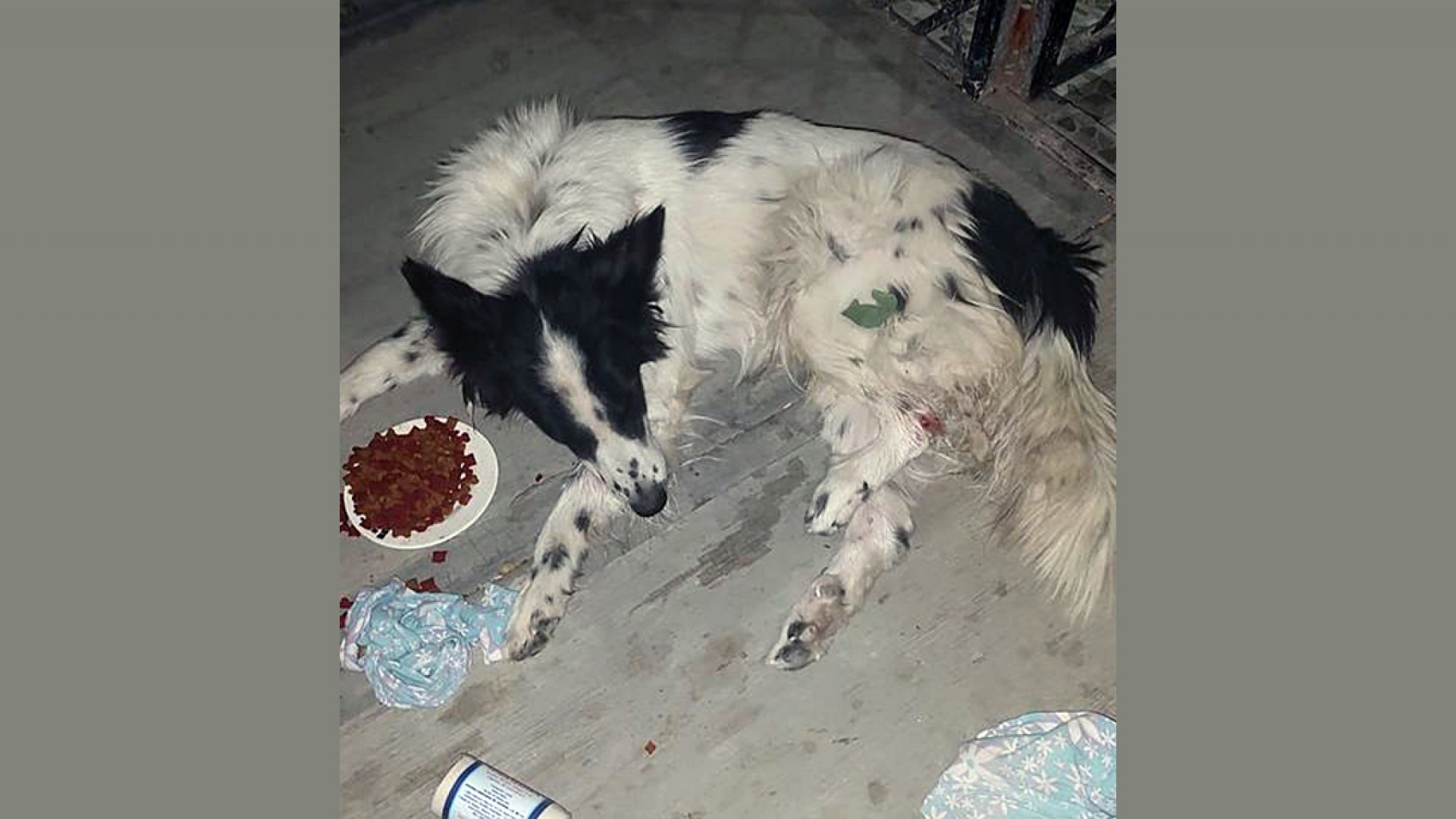 Perro callejero ladra a sujetos y le fracturan las patas