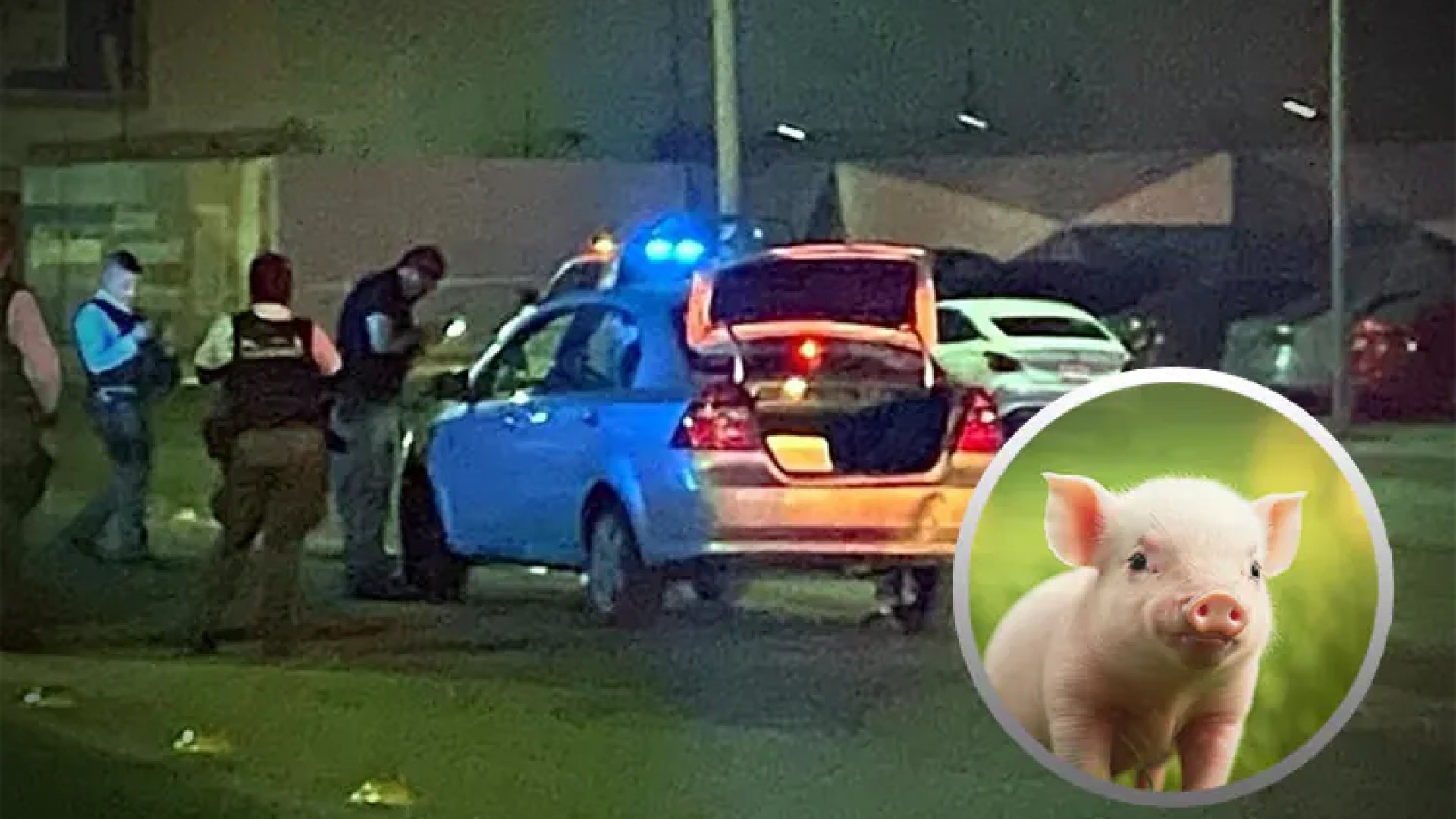 Descartan hallazgo de cabeza humana… era de un lechón