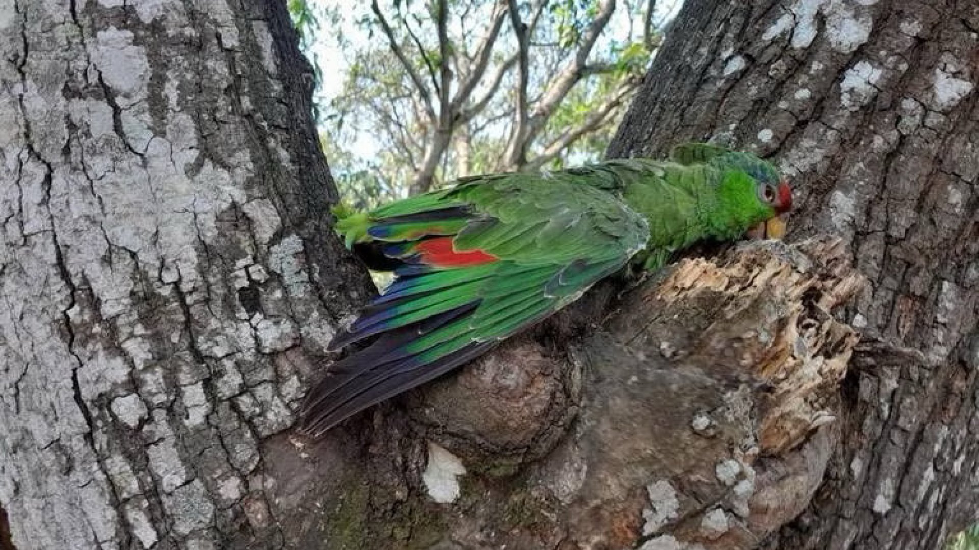 Aves caen muertas por ola de calor en la Huasteca potosina