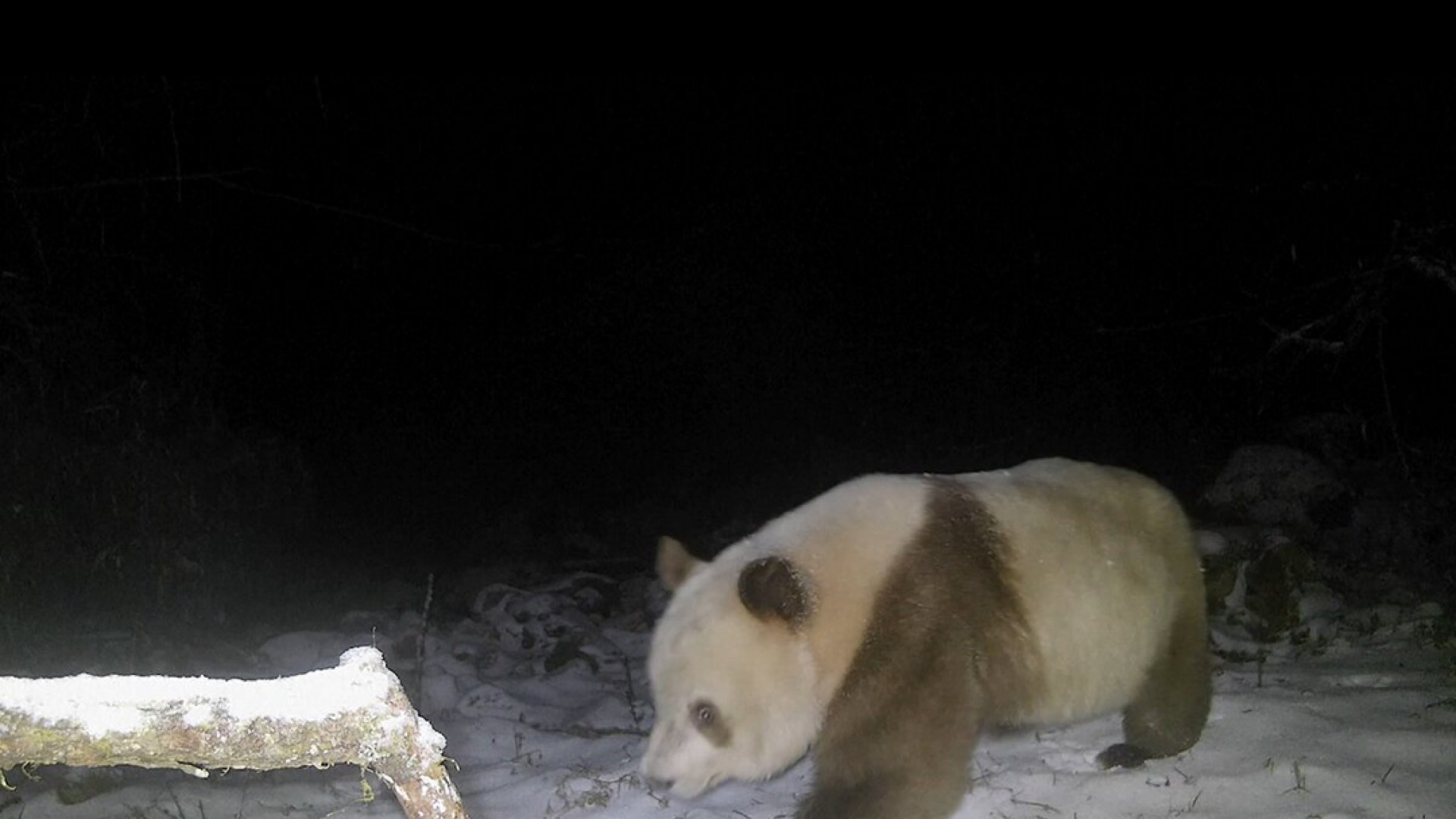 Un oso panda pardo fue visto por primera vez luego de seis años