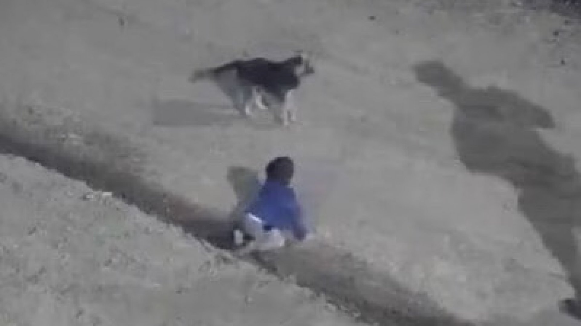 Bebé se escapa de madrugada y lo encuentran junto a su perro