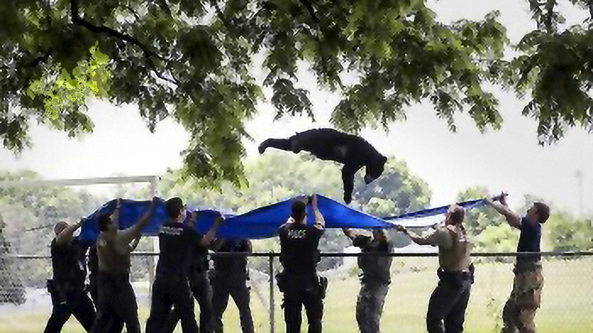 Un oso negro tranquilizado se lanza desde un árbol