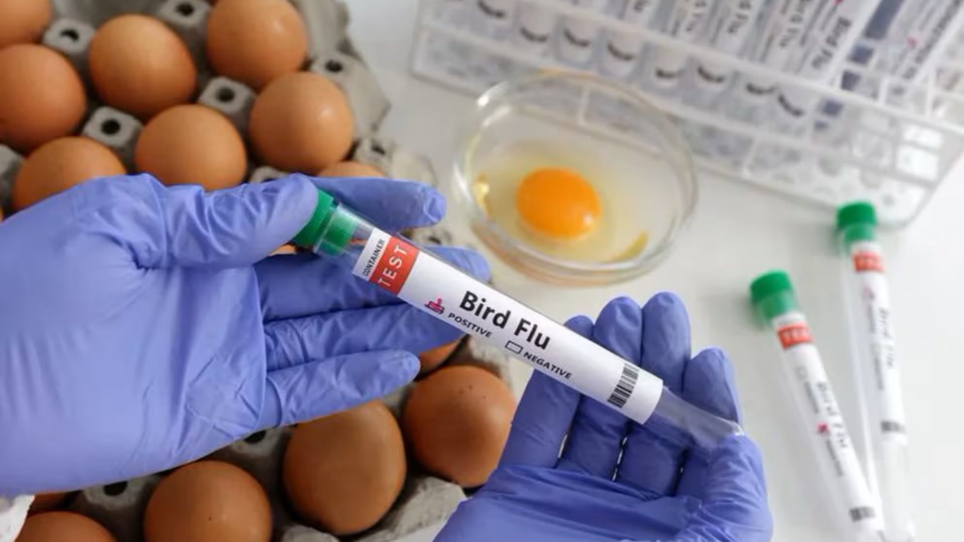 OMS confirma primera muerte por gripe aviar A(H5N2) en México