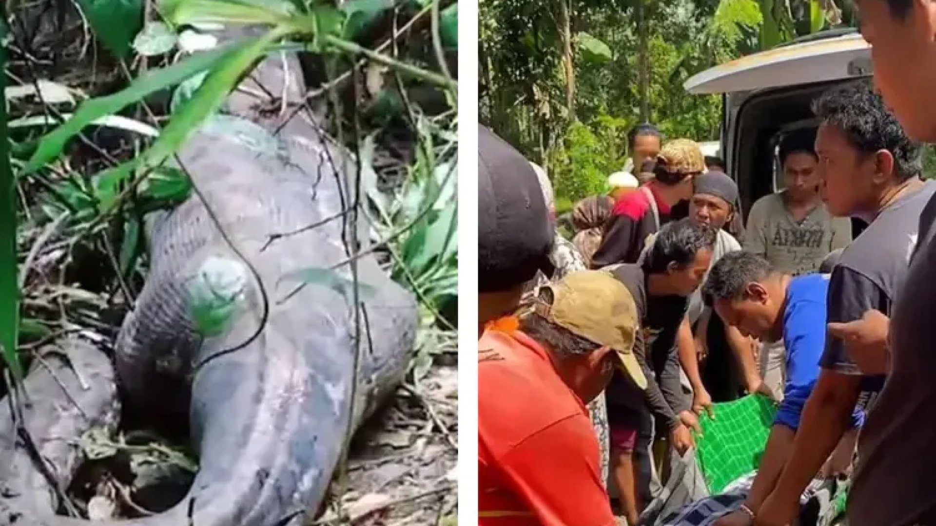 Pitón gigante devora entera a una mujer en Indonesia | Video