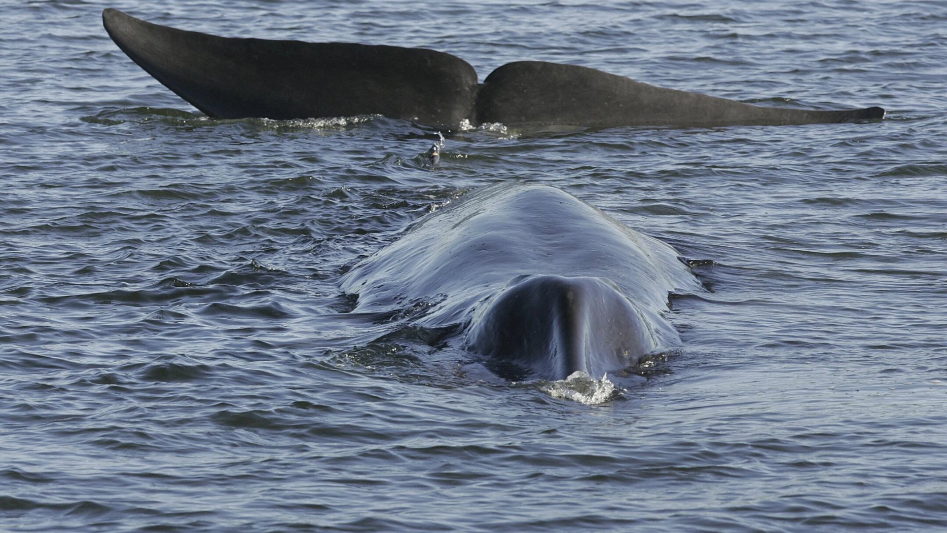 Islandia autoriza la caza de 128 ballenas de aleta este año