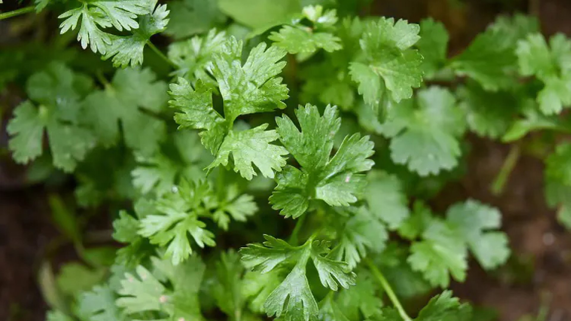 Se dispara precio del cilantro por sequía y granizadas