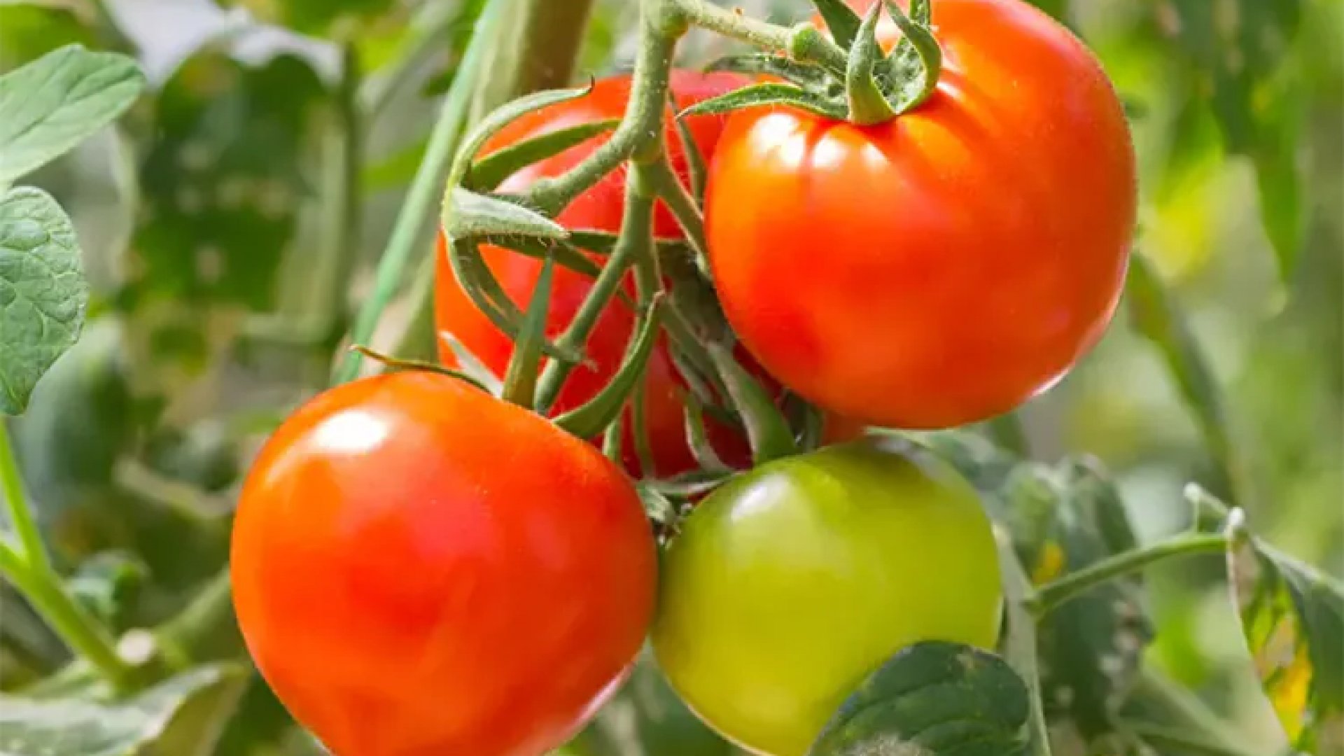 Eliminan restricción a tomate de México para importarse a EU