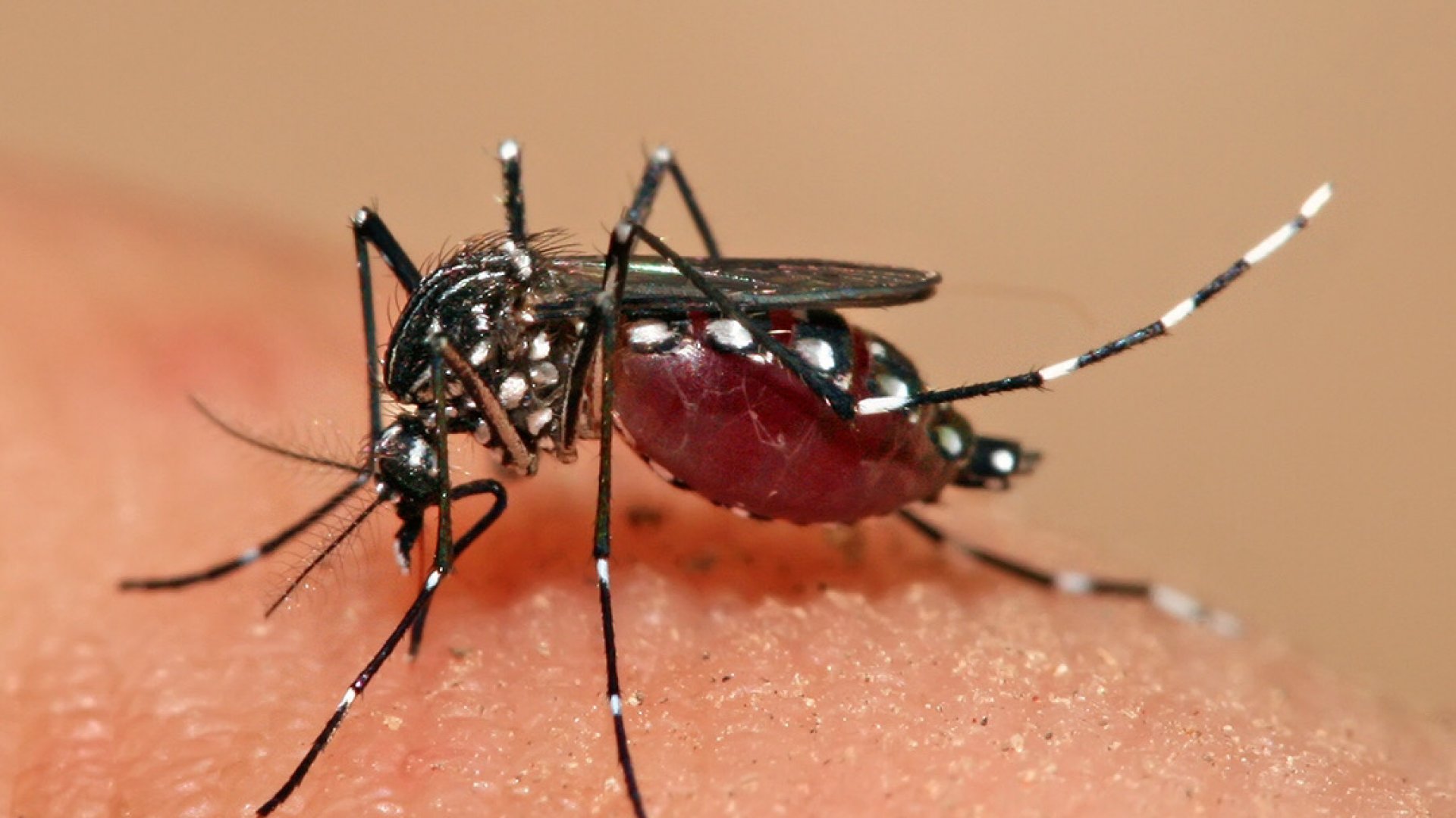 Casos de dengue incrementan al menos 385 por ciento en México