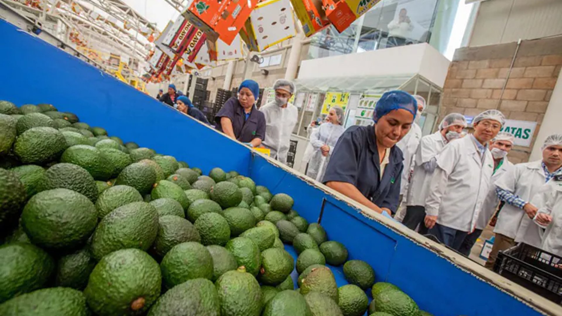 Pactan EU y México plan de protección para inspectores de aguacate en Michoacán