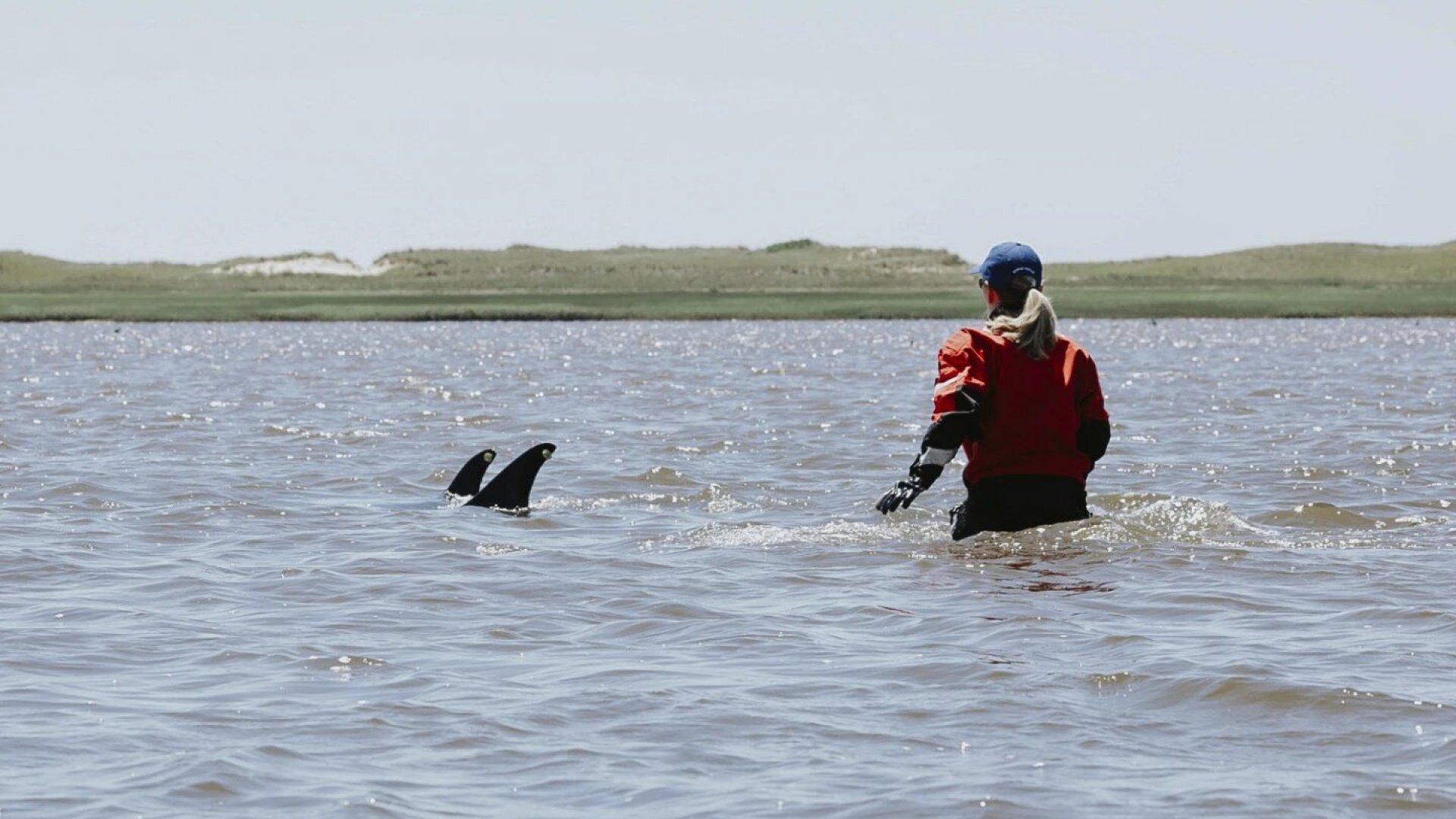 100 delfines rescatados de la marea baja en Cape Cod, EU.