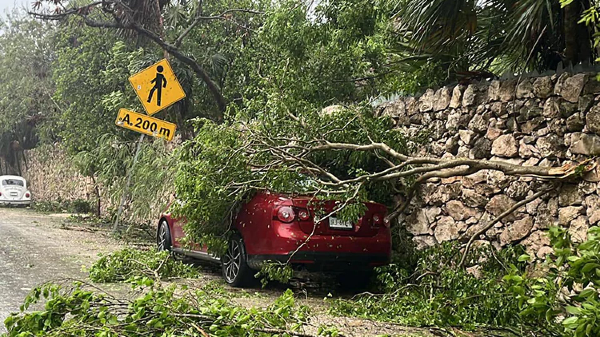Reportan en Quintana Roo apagones, caída de árboles y postes