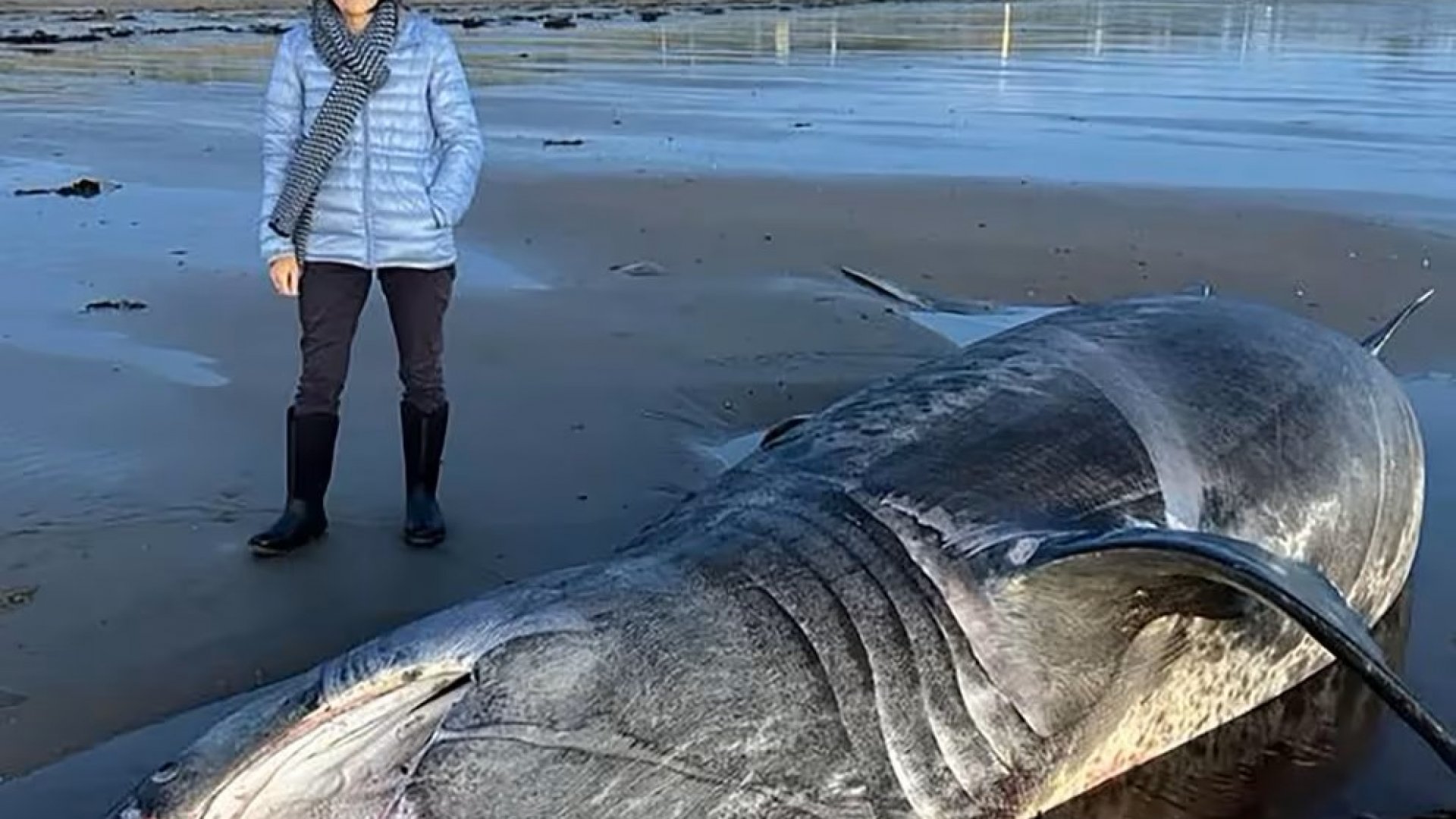 Un tiburón de 24 pies aparece en la costa del Reino Unido