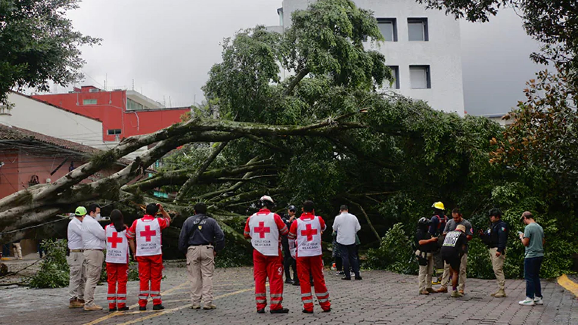 Cae enorme árbol en Xalapa por las intensas lluvias