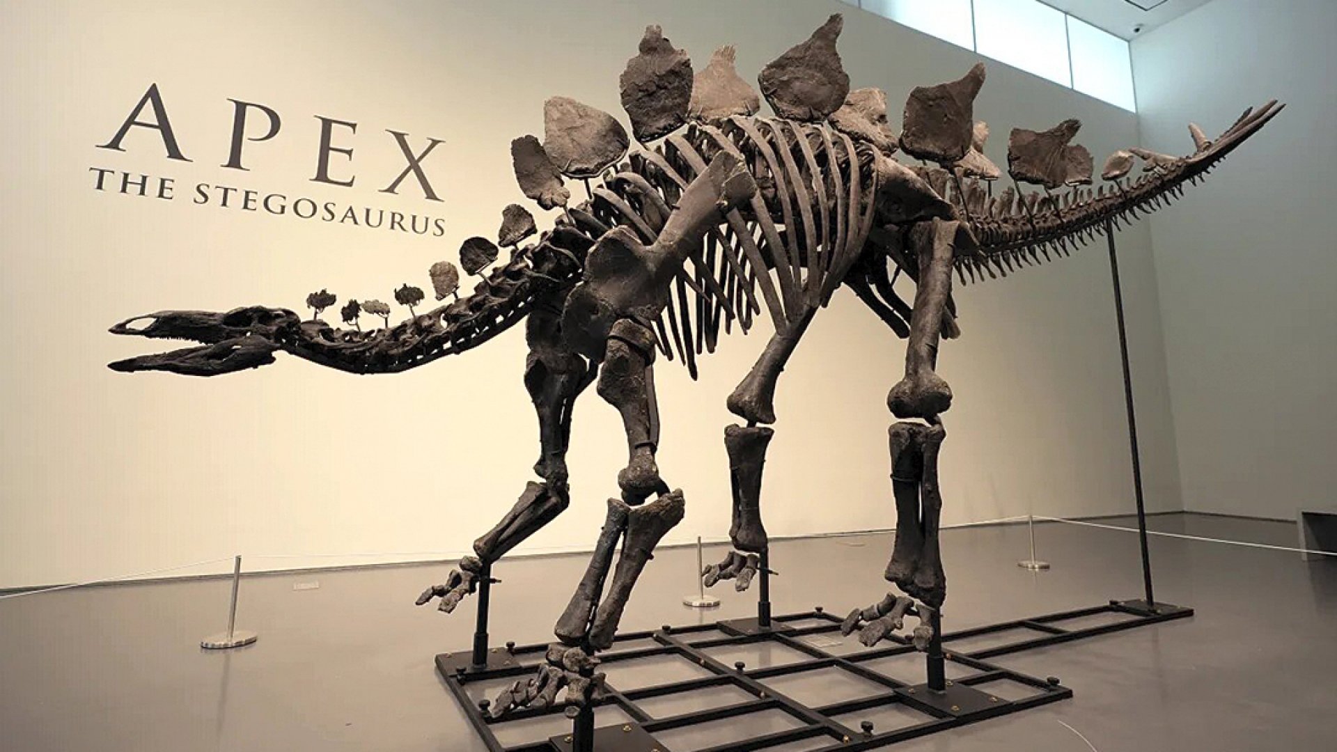 Un estegosaurio apodado Apex será subastado en Nueva York