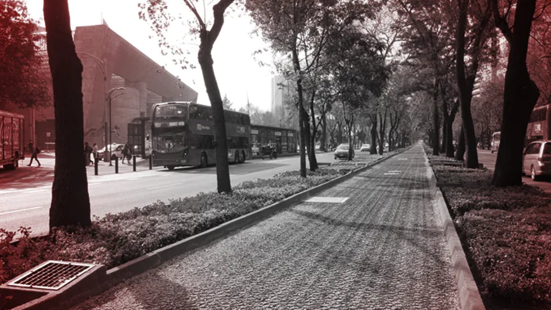 Hallan cadáver en camellón de Paseo de la Reforma, en Ciudad de México