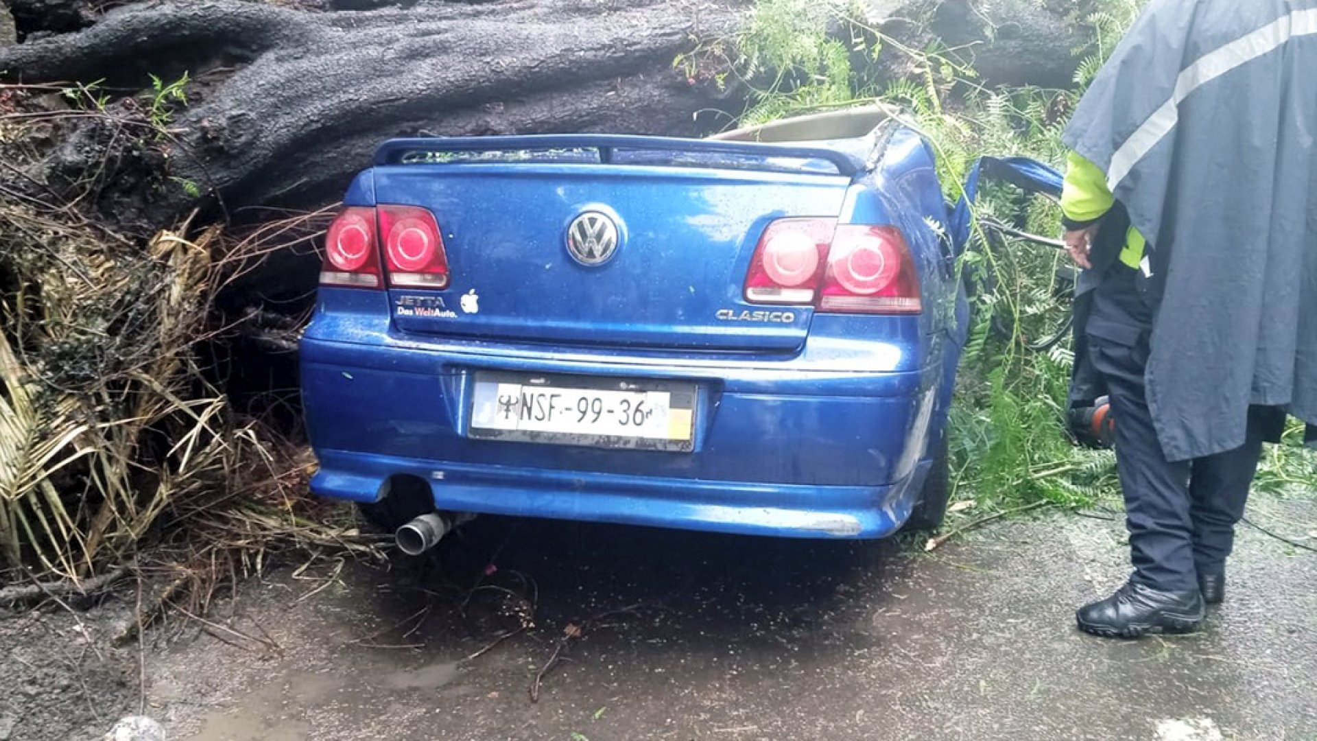 Muere mujer y sobrevive bebé por caída de árbol en CDMX