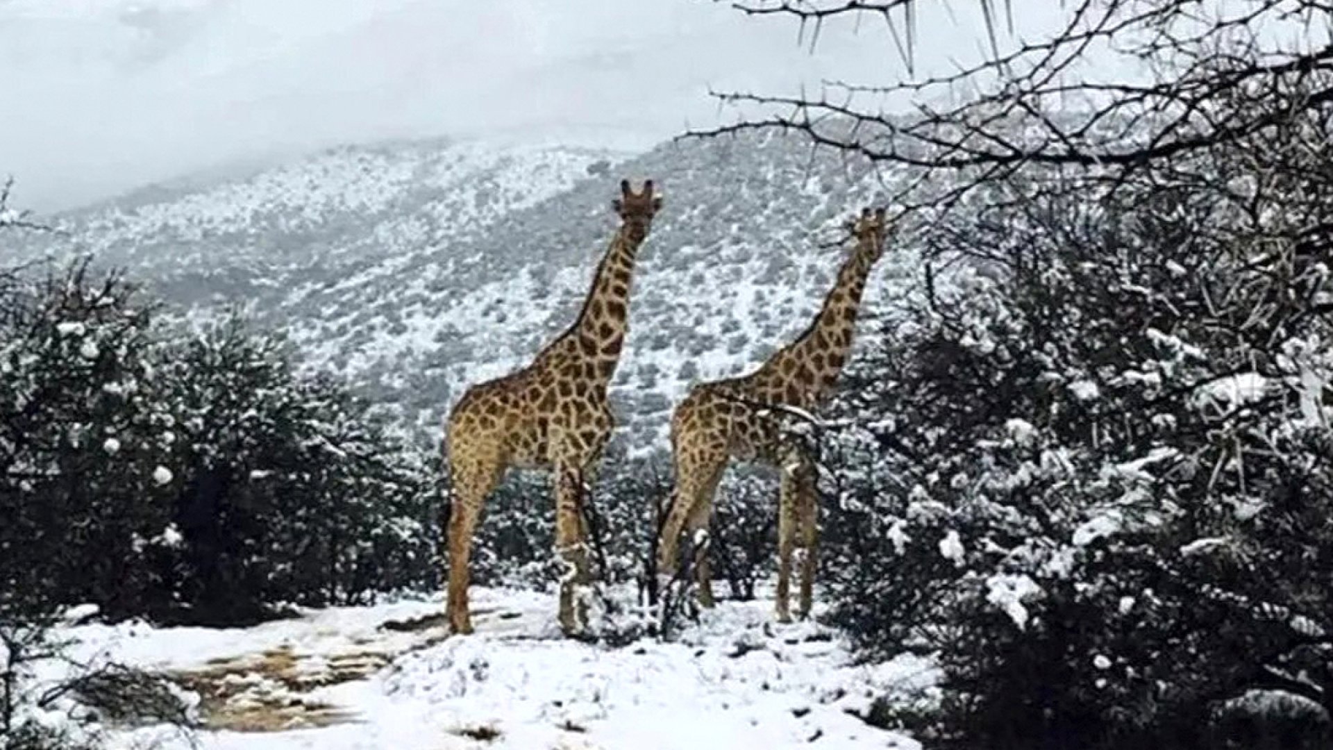 Video | Caída de nieve en Sudáfrica sorprende al mundo