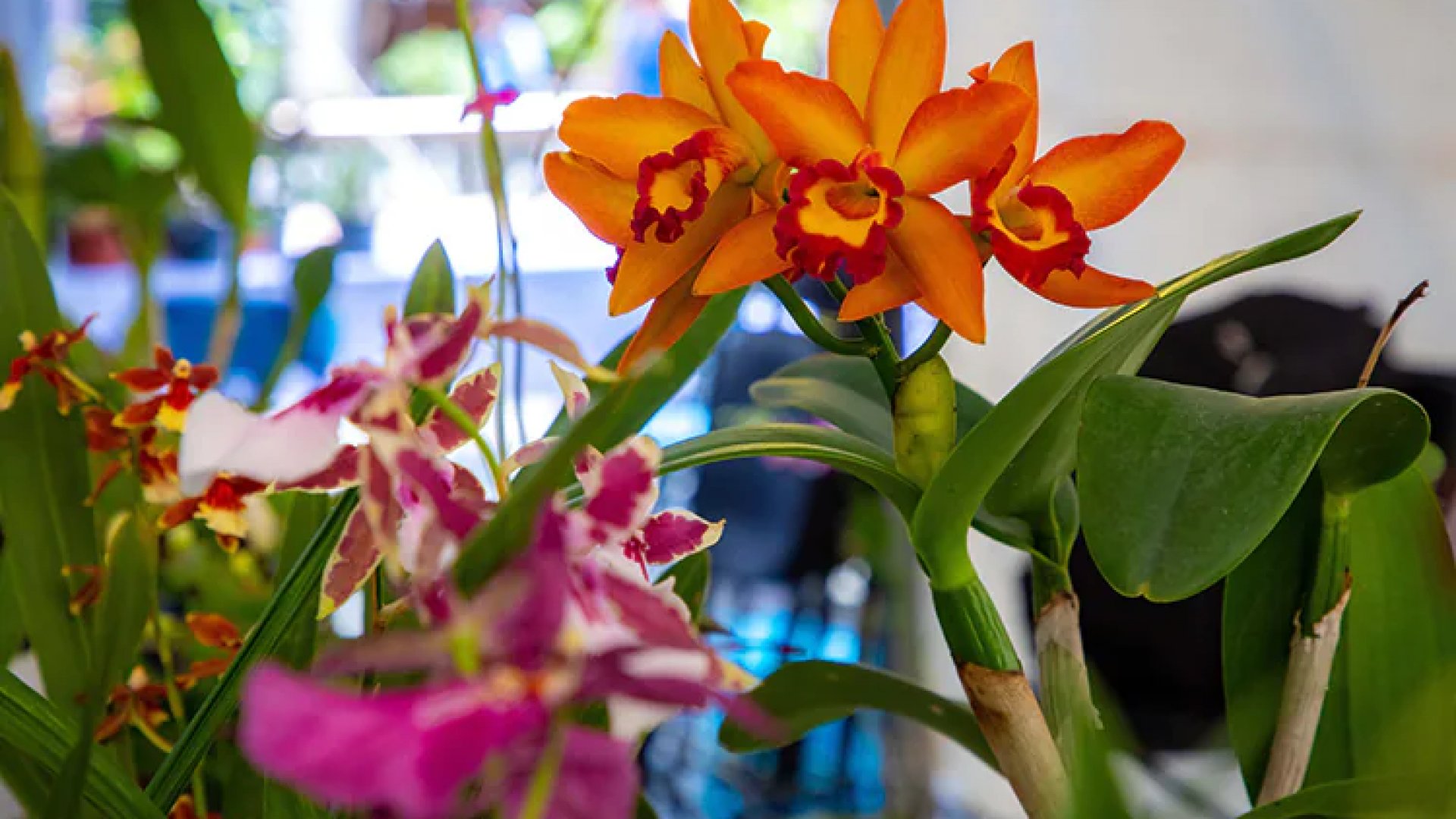¡Inauguran Expo Flores de Verano, en Xalapa, Veracruz!