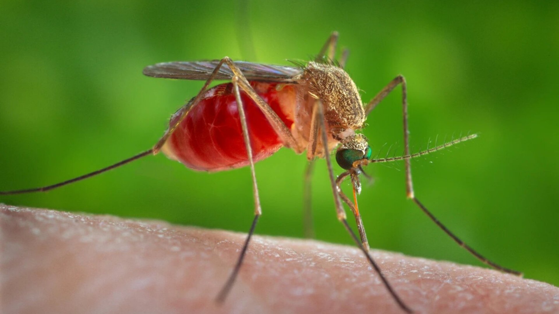 Alertan por brote de mortal virus oropouche