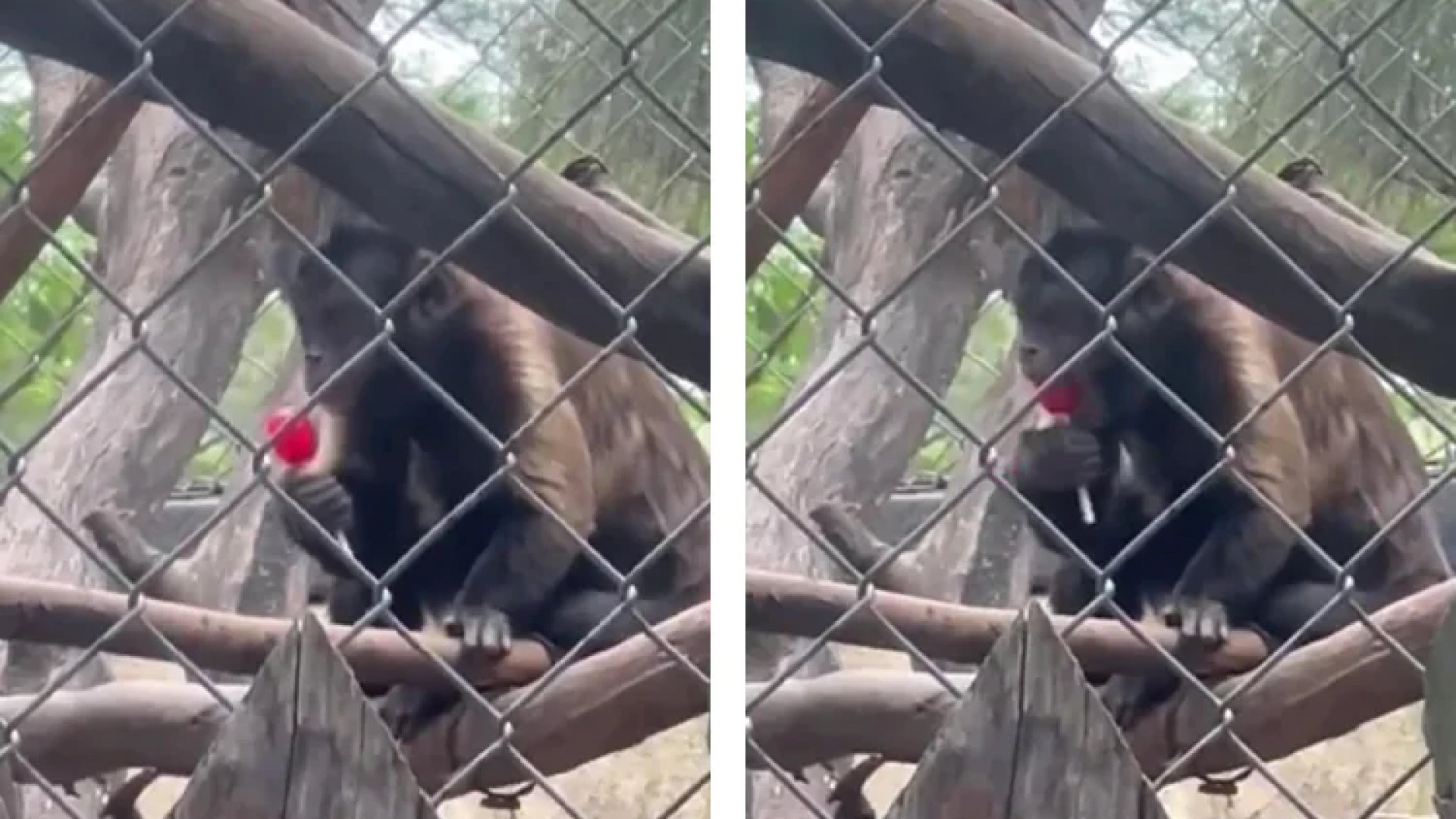 Cachan a monos del Zoológico de León comiendo paletas de dulce | Video