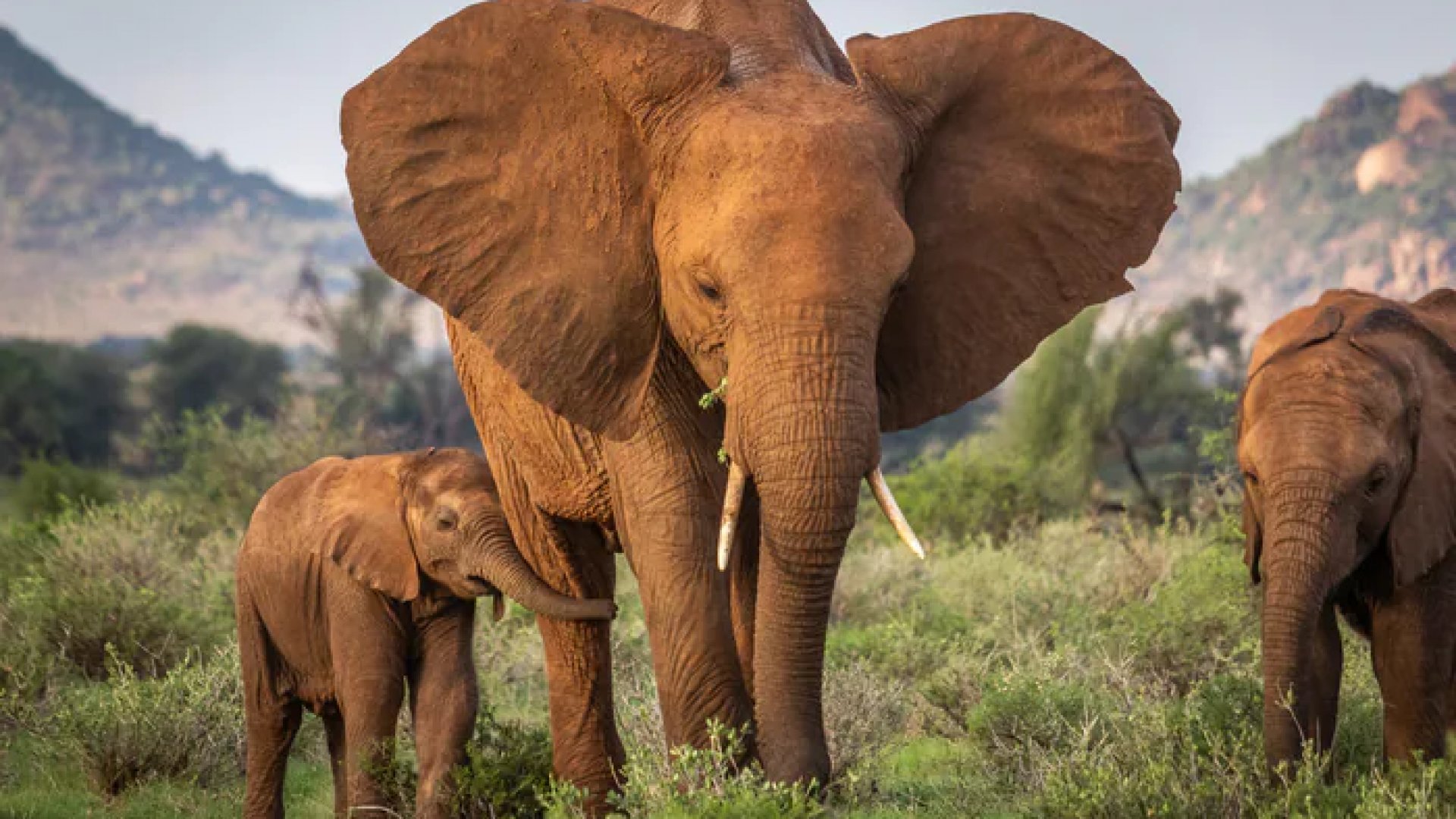 Namibia matará a más de 700 animales salvajes, como elefantes, para paliar hambruna