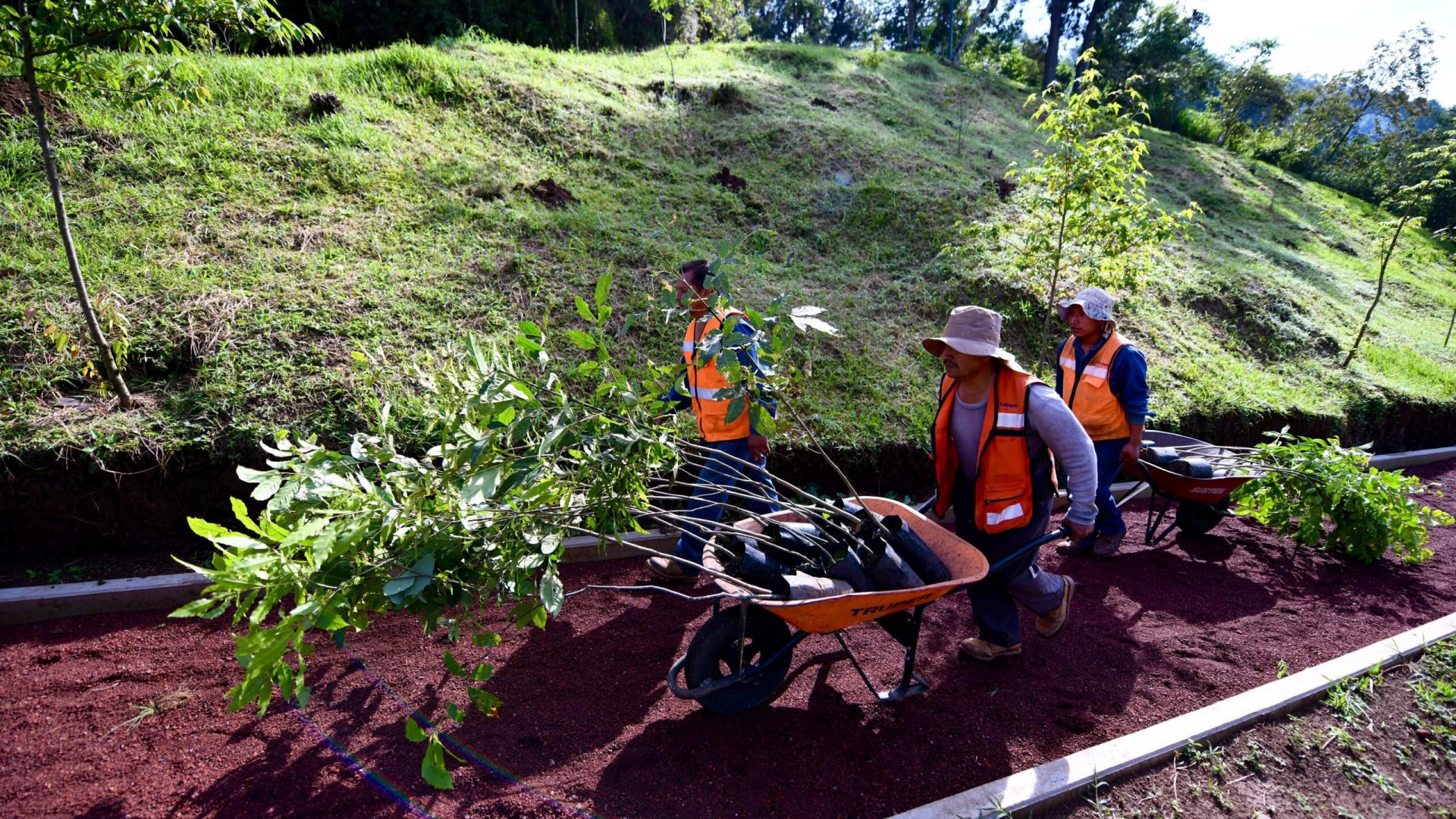 Realiza Dirección de Medio Ambiente Jornada de Reforestación