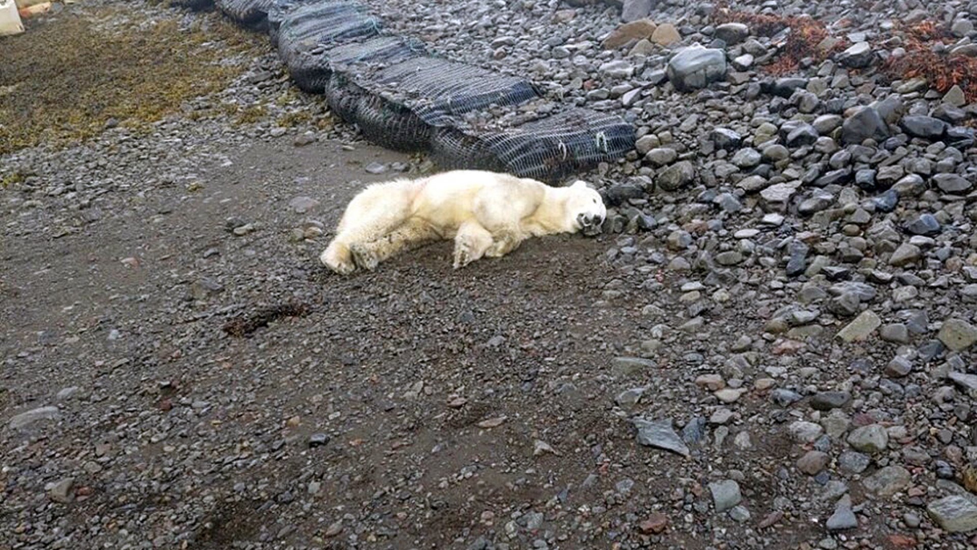 Policía abate a oso polar en las costas de Islandia