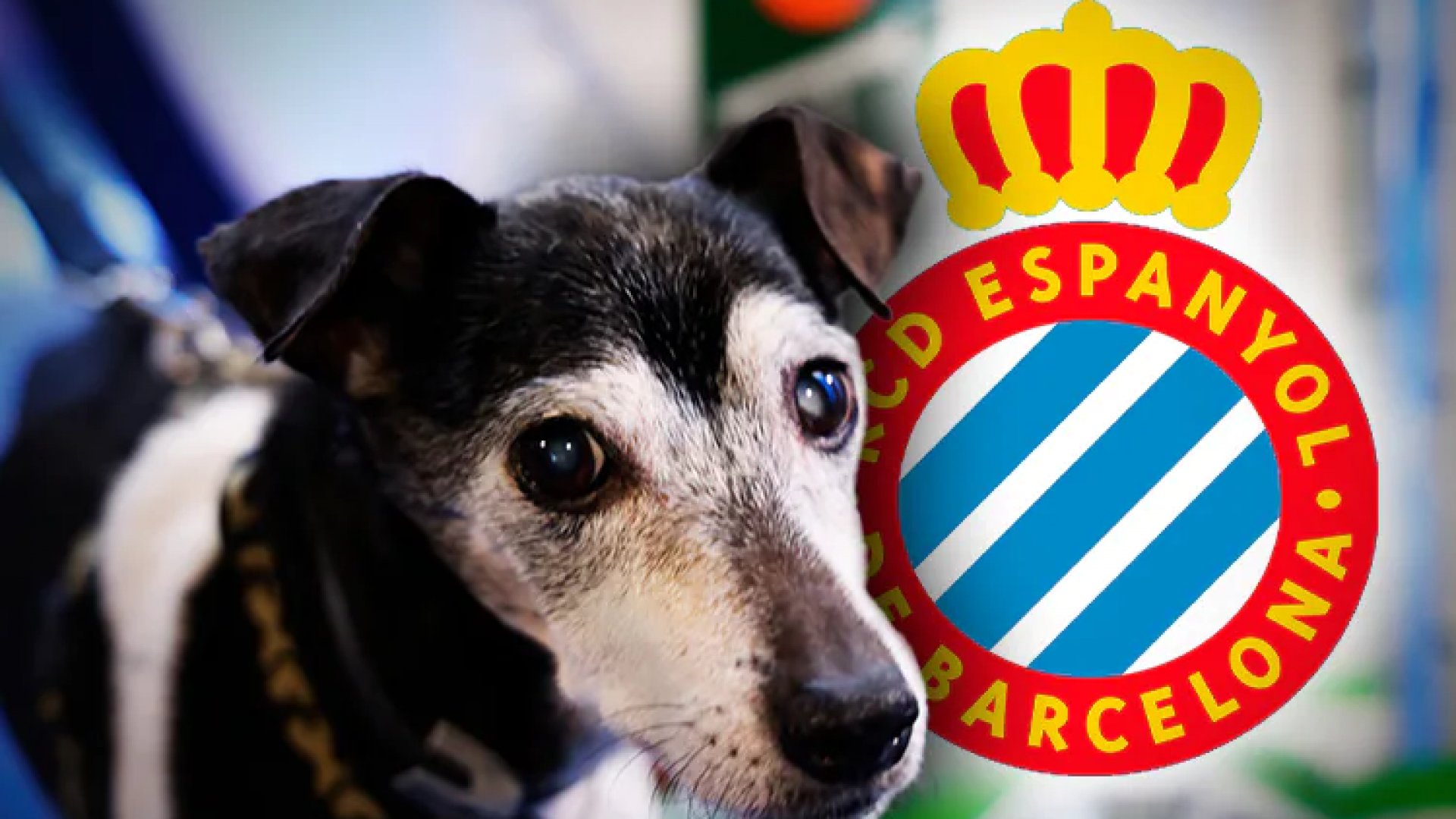 Espanyol sale al campo acompañado de 11 perritos abandonados